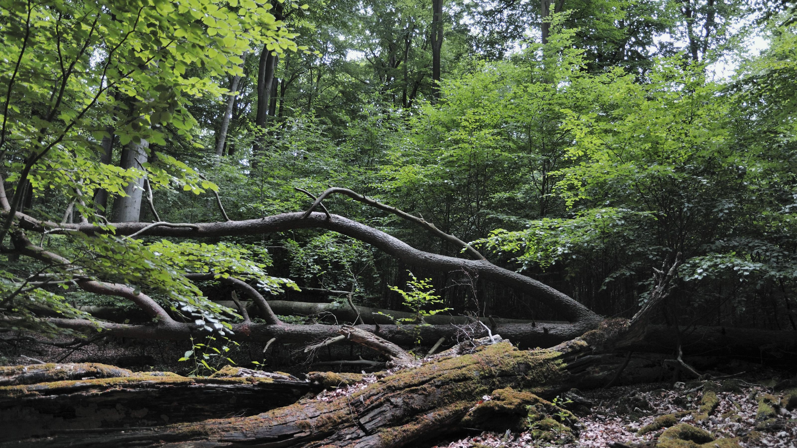 Förster Peter Wohlleben: Nadelholzplantagen sind „grüne Wüsten“ Rotbuche, Rot-Buche, Buche (Fagus sylvatica), Buchenwald im Nationalpark Muetitz-Serahn mit Tot- und Altholz, Deutschland, Mecklenburg-Vorpommern | common beech (Fagus sylvatica), beech forest at Muetitz-Serahn National Park, Germany, Mecklenburg-Wes