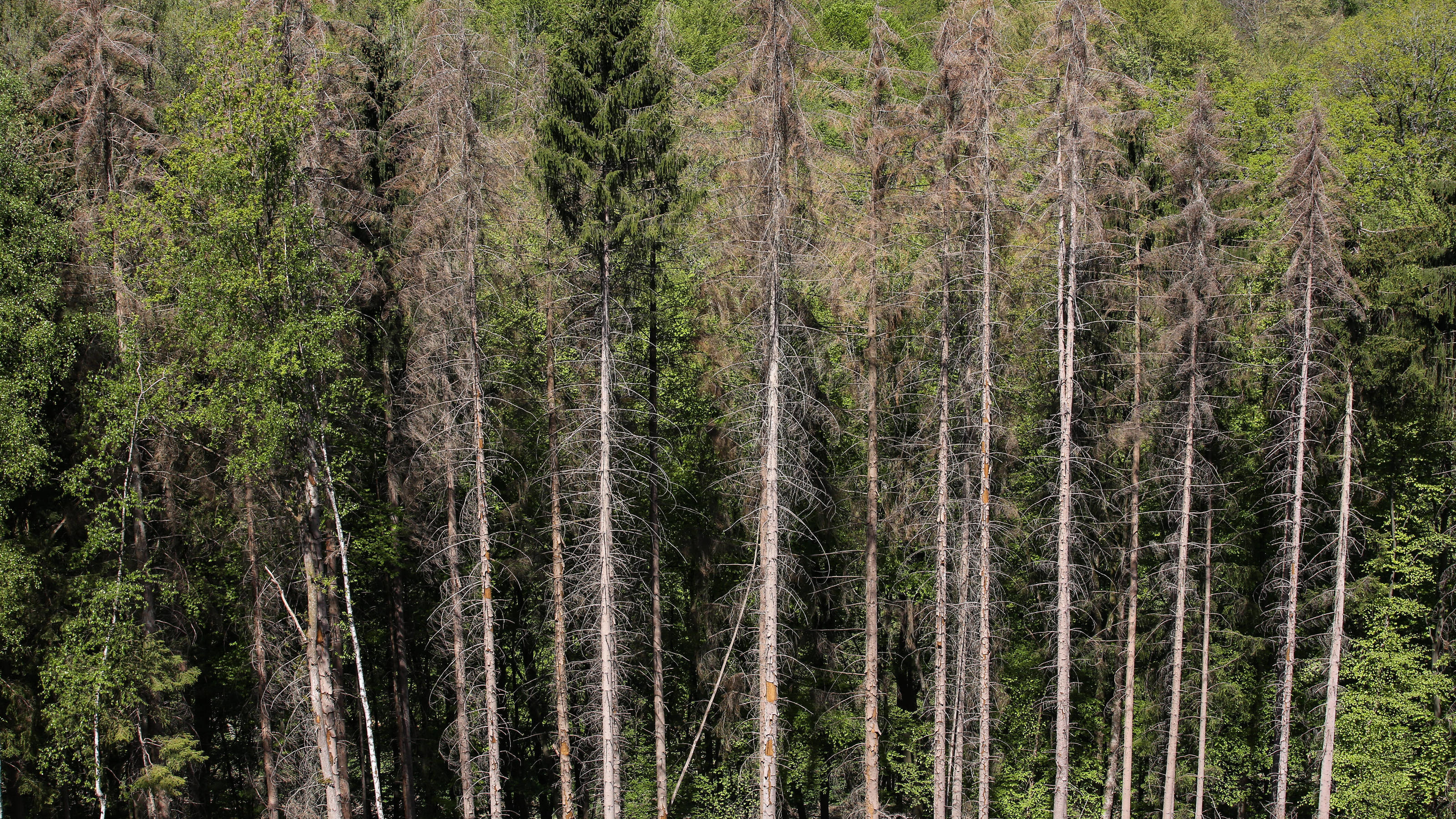 Förster Peter Wohlleben: Nadelholzplantagen sind „grüne Wüsten“ Starke Trockenheit in Rheinland Pfalz, in den letzten Wochen hat es so gut wie nicht mehr geregnet, abgestorbene, vertrocknete Nadelbaeume, Kranker Wald bei Kirchen zwischen Brachbach und Katzenbach Fruehling in Rheinland-Pfalz am 26.04.2020 in Kirch