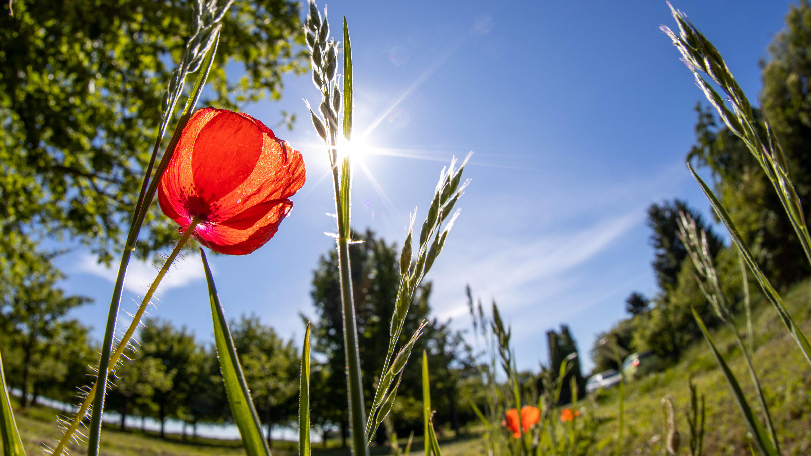 Wettertrend für 7 Tage: Nach Pfingsten kommen HItze und Schwüle Sommerliches Wetter 19.05.2020, Bad Homburg Hessen: Blühender Klatschmohn bei Sonnenschein auf einem Feld. Für die nächsten Tage ist warmes und sonniges Wetter vorhergesagt., Bad Homburg Deutschland *** Summer weather 19 05 2020, Bad Homburg Hessen