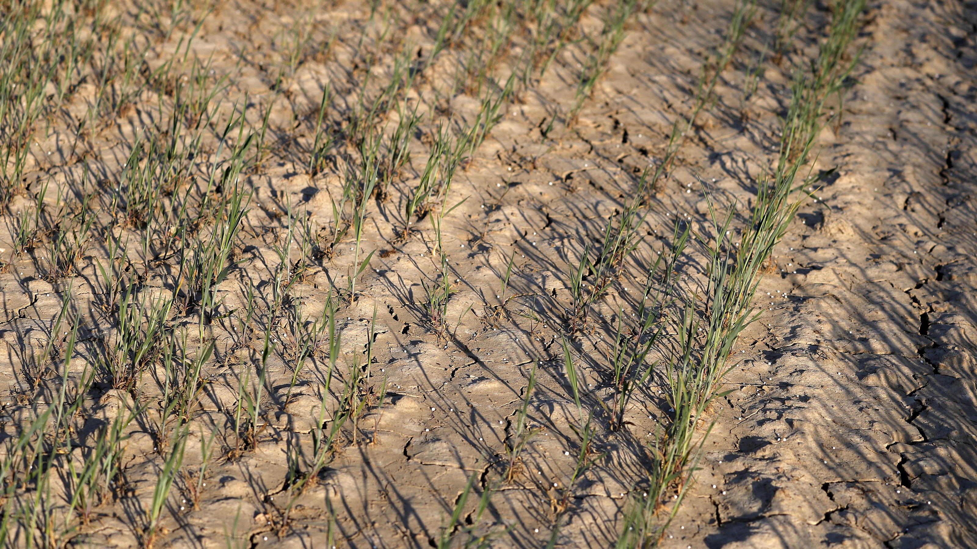 Klimawandel verändert Jahreszeiten: Der Frühling geht verloren GETREIDEFELDER DUERRE TROCKENHEIT Felder am Niederreihn am 26.April 2020 in Meerbusch bei Duesseldorf *** CEREALS FIELDS DURABLE DRY FARM Fields at Niederreihn on 26 April 2020 in Meerbusch near Duesseldorf