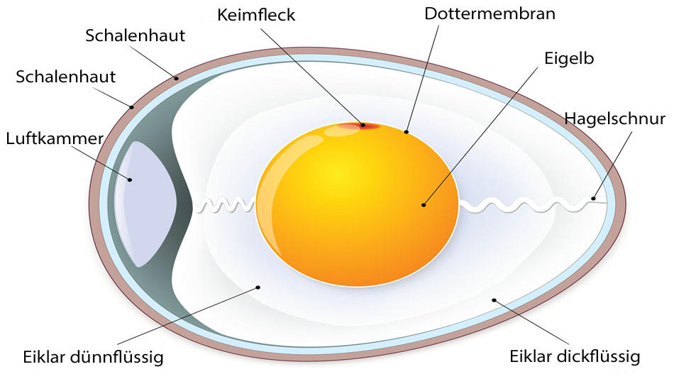 Die weiße Schnur am Eigelb: Was ist das? Ein Blick hinter die Schale eines Hühnereies.