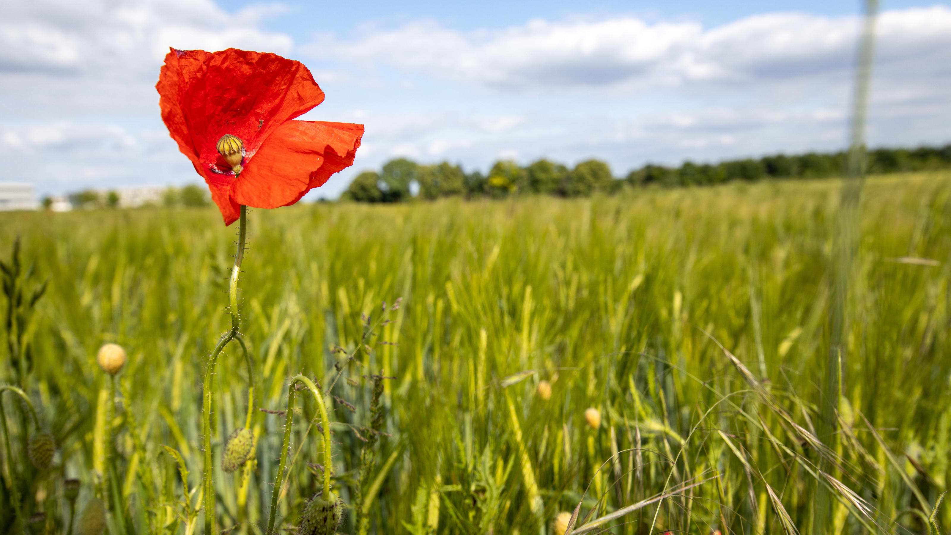 Wetterbericht für den 31.05.2020: Sonne, Wolken und etwas Regen im Südosten Mohnblume auf Feld 27.05.2020, Bad Homburg Hessen: Eine Mohnblume blüht auf einem Feld bei einem Wechsel von Sonne und Wolken., Bad Homburg Deutschland *** Poppy flower on field 27 05 2020, Bad Homburg Hesse A poppy flower blossoms on a field during