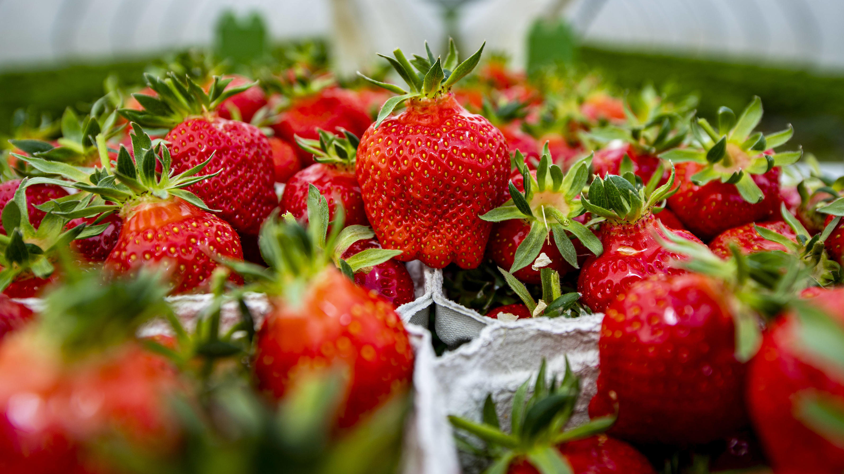 Wettertrend für 7 Tage: Bis zu 30 Grad und dann knallt es Erdbeeren