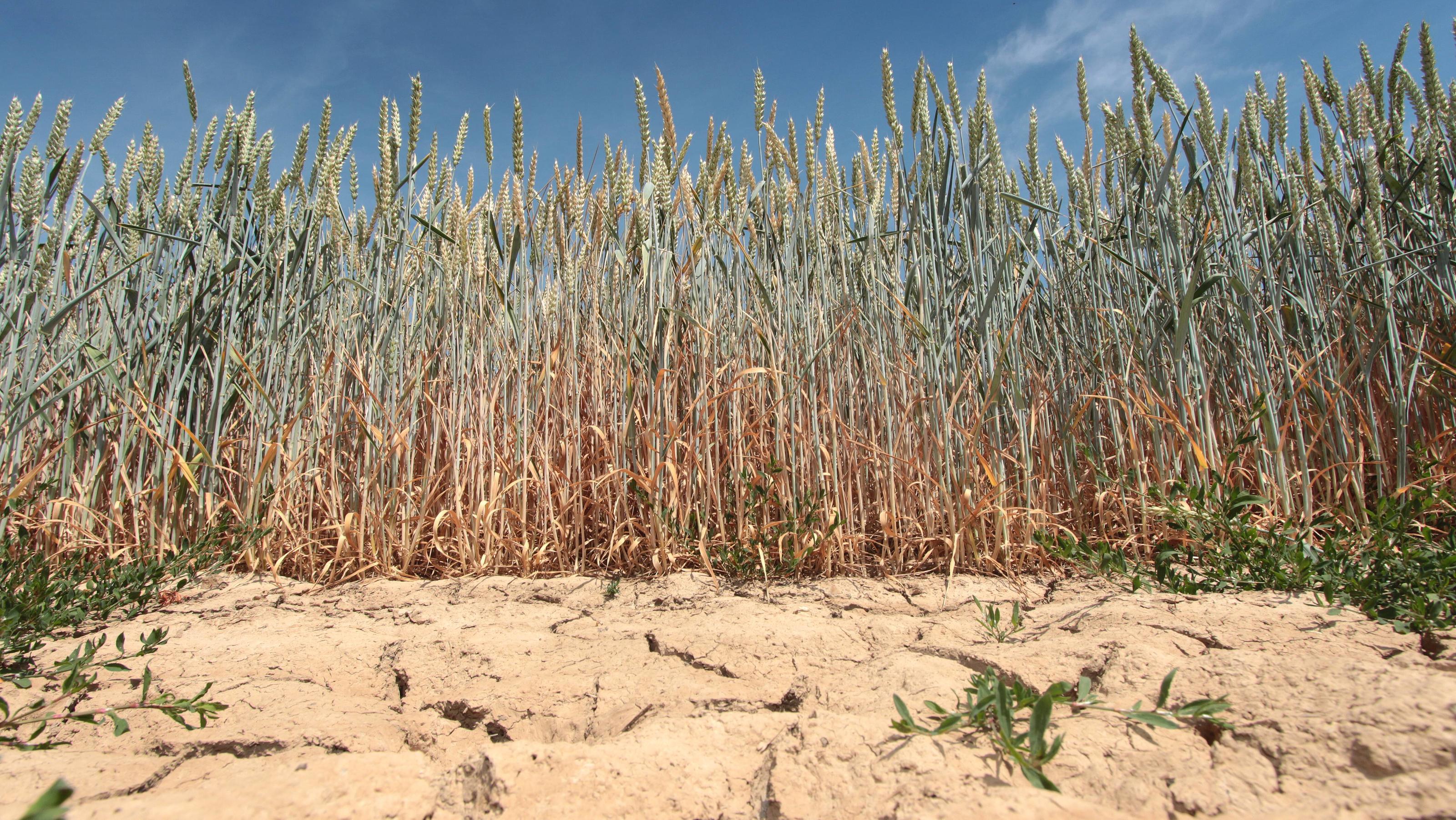 Trinkwasserknappheit in Deutschland Regenarmut iin der Landwirtschaft:.