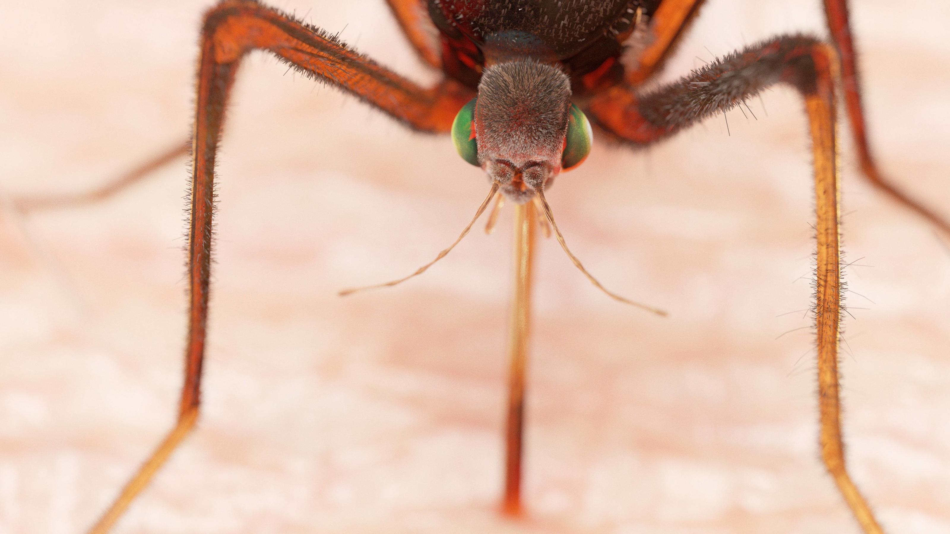 Mücken im Herbst: Das hilft gegen Plagegeister und Mückenstiche Illustration of a mosquito sucking blood Illustration of a mosquito sucking blood. PUBLICATIONxINxGERxSUIxHUNxONLY SCIEPRO/SCIENCExPHOTOxLIBRARY F023/6684