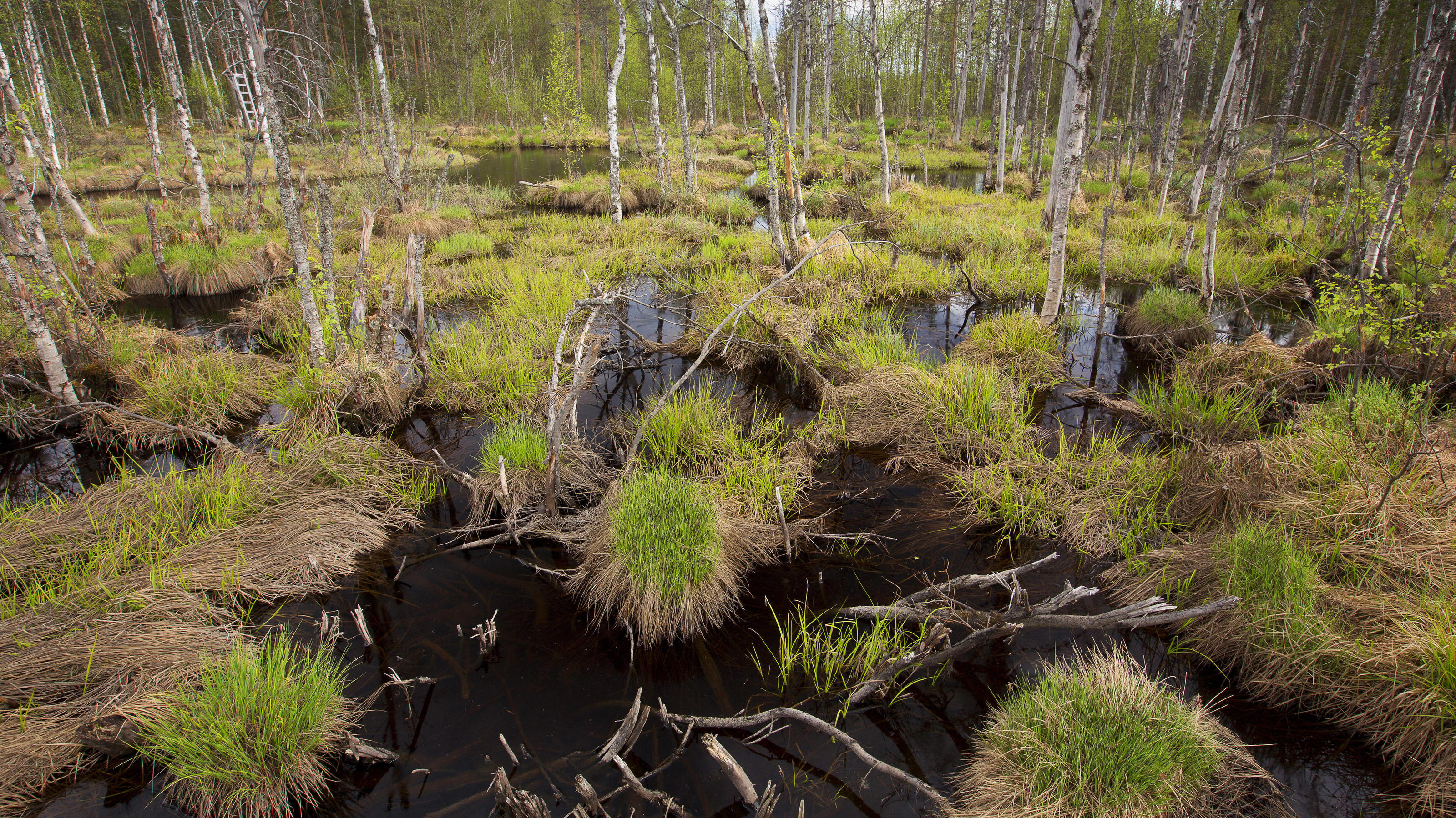 Nachhaltigkeitsrevolution, um Klimawandel zu stoppen Ein Moor in Finnland