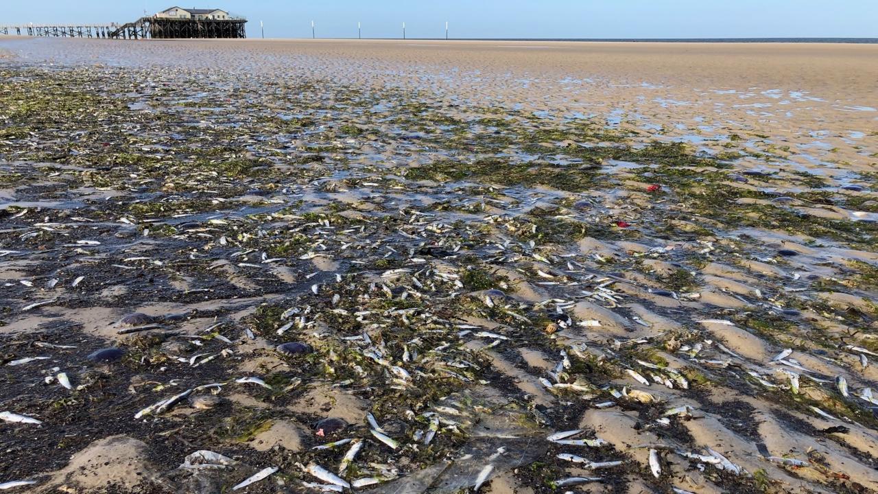 Rätselhaftes Fischsterben an der Nordsee HANDOUT - 23.06.2020, Schleswig-Holstein, St. Peter-Ording: Tote Fische liegen am Nordseestrand. An der Nordseeküste von Schleswig-Holstein und Niedersachsen sind in den vergangenen Tagen an mehreren Orten Hunderte tote Fische angeschwemmt worden. Fo