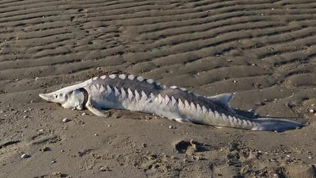 Rätselhaftes Fischsterben an der Nordsee Fischsterben