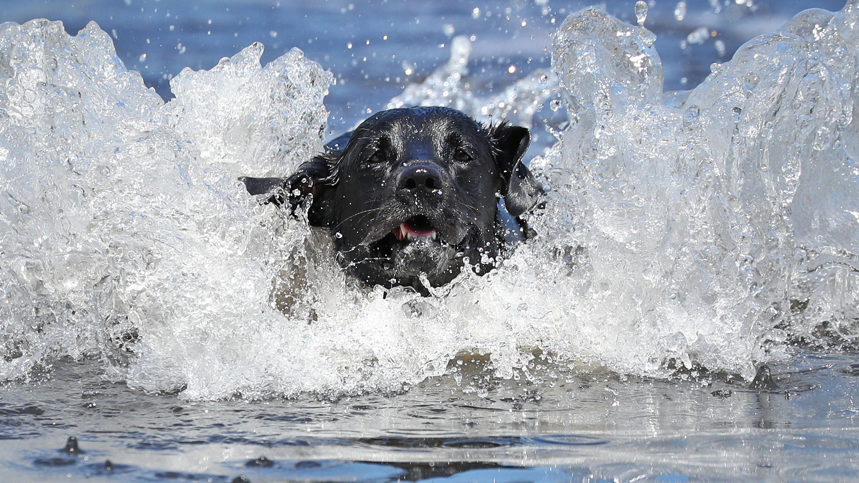 Die Hundstage sind da: Die heißesten Tage des Jahres sind da Die Hundstage im Sommer 2020 hatten ihren Namen verdient.