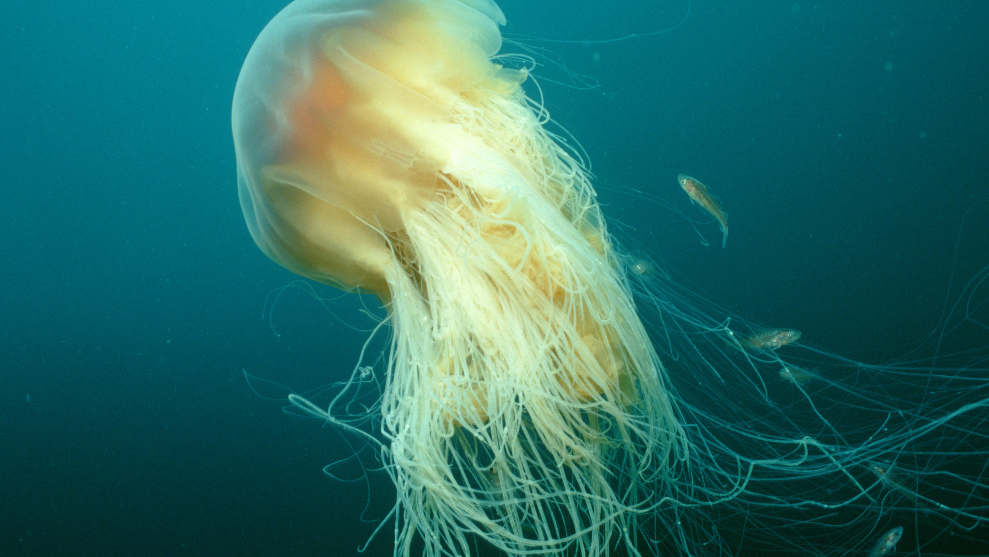 Beeindruckendes Foto zeigt kleines Mädchen neben gestrandetem Meeres-Giganten Gelbe Feuerqualle, Atlantik / (Cyanea capillata) / Loewenmaehnenqualle, Löwenmähnenqualle