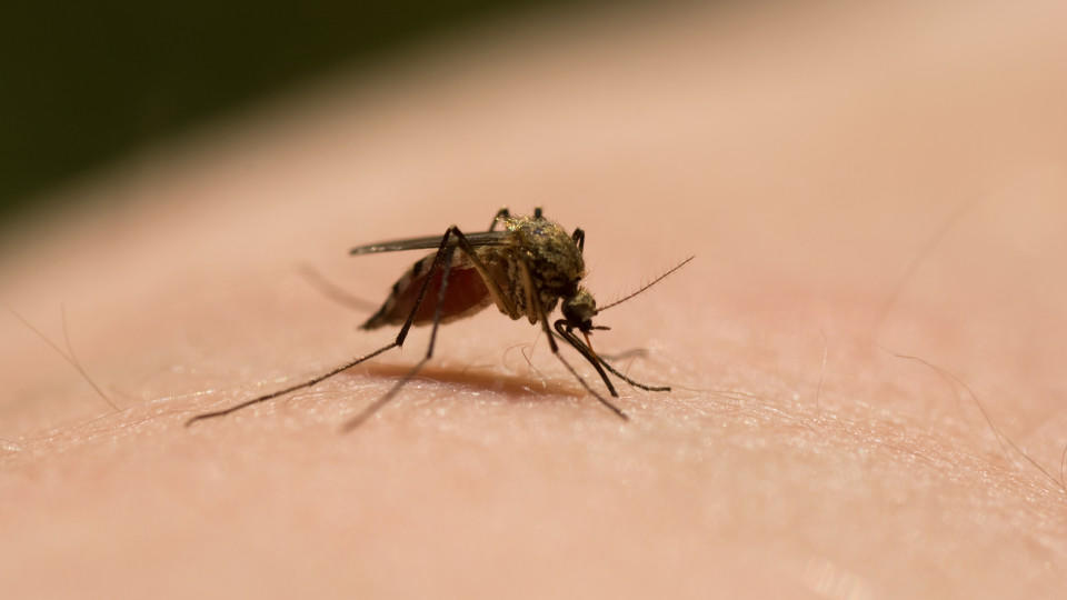 Insektenschutz: Mücken & Co. ohne Chemie loswerden mosquito sits on the skin sucks blood