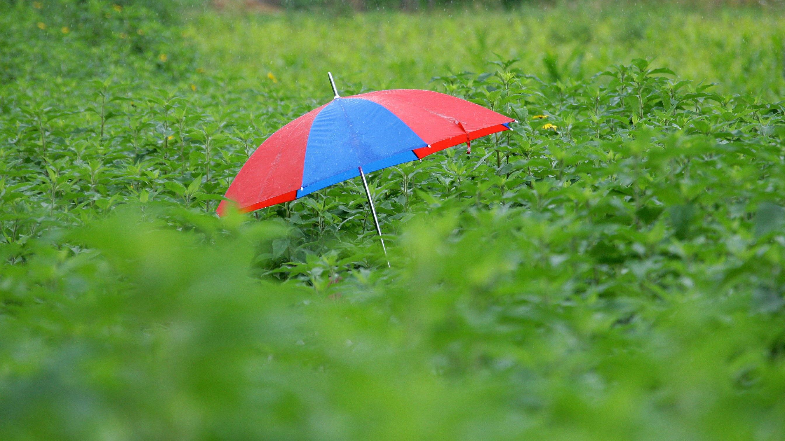 7-Tage-Wettertrend: Der Sommer 2020 macht schlapp Ein Regenschirm ist am Sonntag (29.07.2007) im Topinambur-Pflanzen Labyrinth in Westerode bei Bad Harzburg auf dem 6. Westeröder Artischockenfest zu sehen. Auf dem Westeröder Artischockenfest vom 28. Juli bis zum 29. Juli 2007 konnten Besucher medite