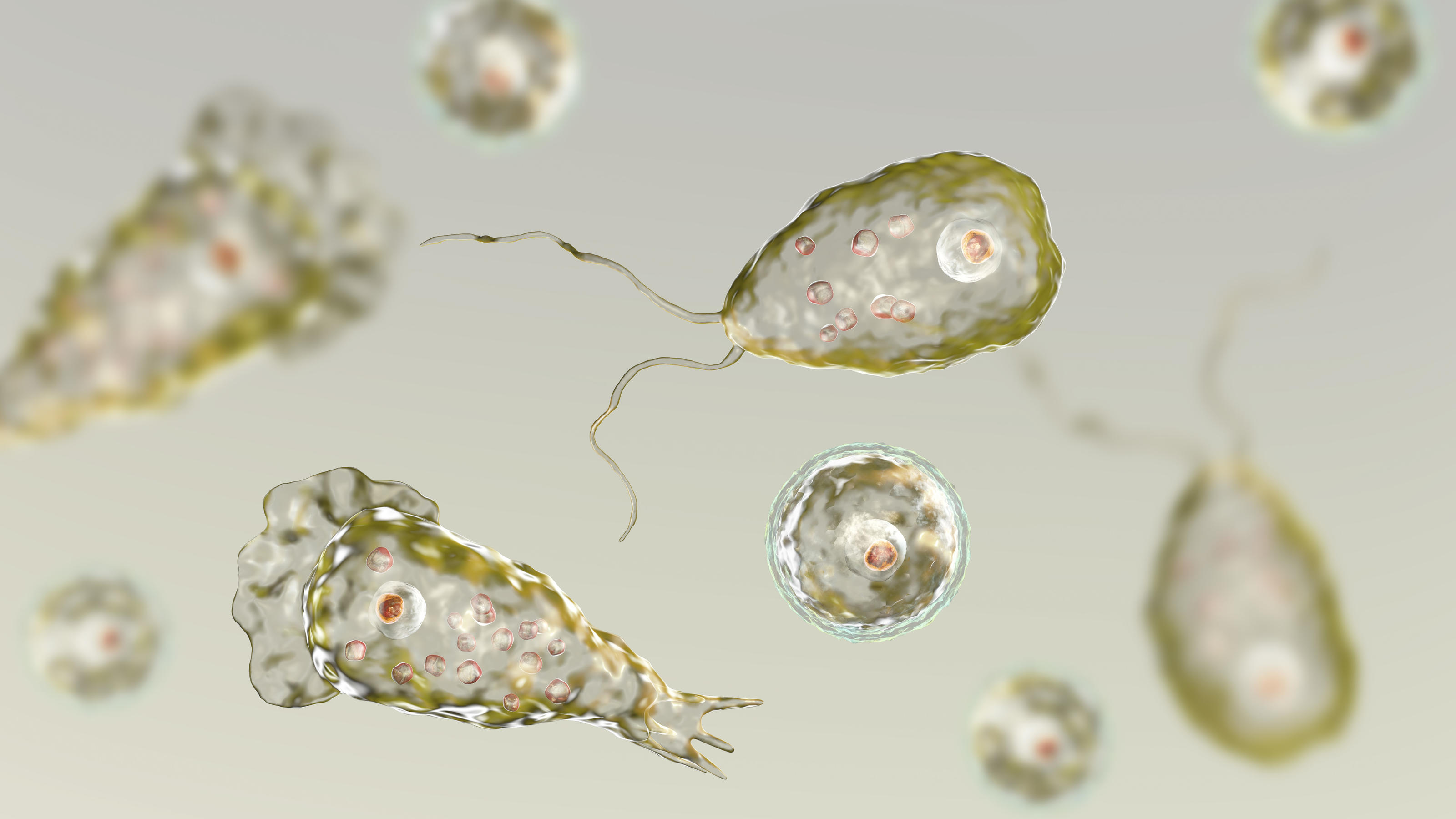 Hirnfressende Amöbe im Leitungswasser - jetzt ist dieser süße Junge tot Naegleria fowleri