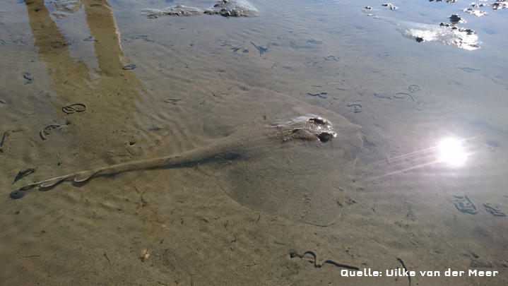 Sensation: Wattwanderer entdecken extrem seltenes Tier Seltener Nagelrochen liegt gut getarnt im Sand