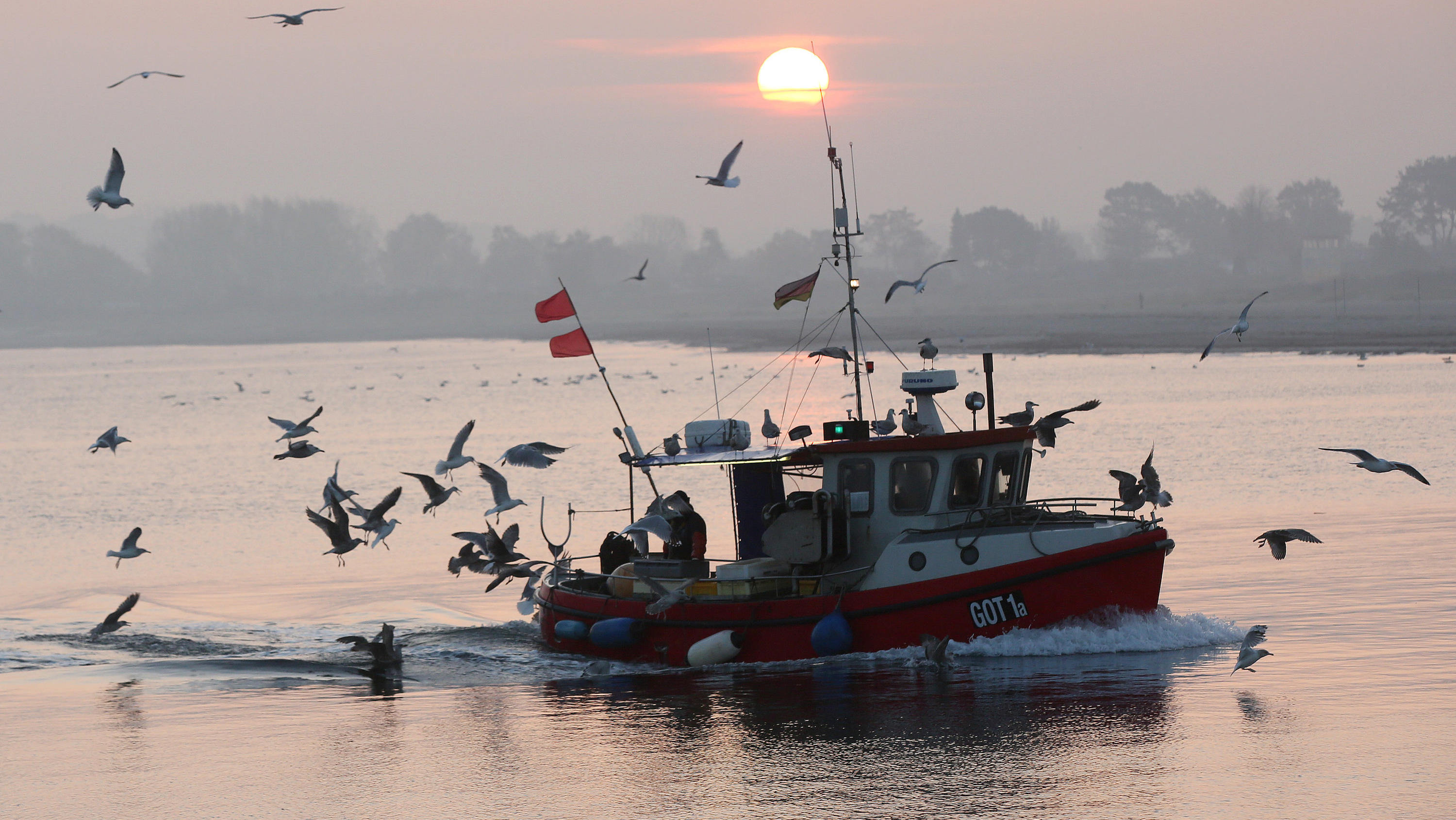 Klimawandel: Gibt es in Deutschland bald keine Fische mehr? ARCHIV - 06.11.2018, Schleswig-Holstein, Lübeck-Travemünde: Begleitet von zahlreichen Möwen kommt am Morgen bei Sonnenschein der Fischkutter