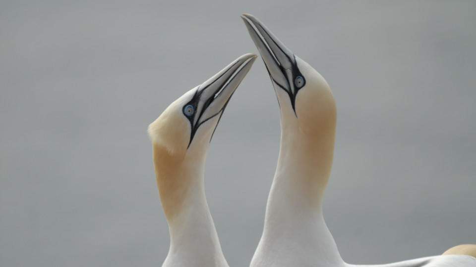 Der qualvolle Tod der Basstölpel auf Helgoland Helgoland InselimSturm 10 Basstoelpelbalz 35