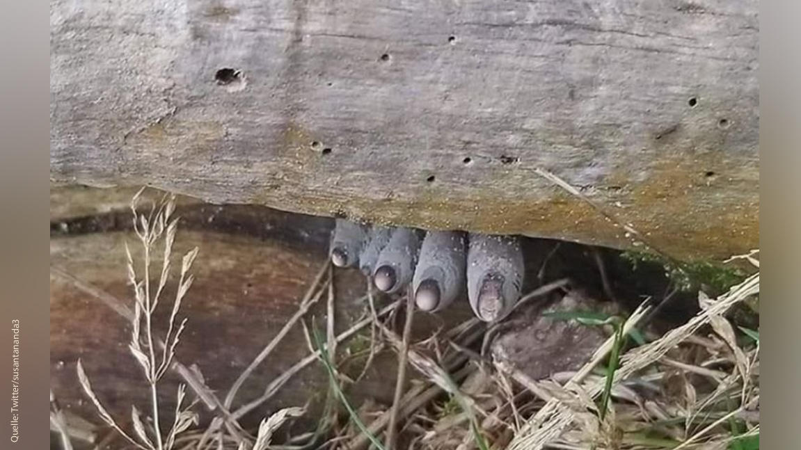 Im Wald versteckt sich ein Pilz, der aussieht wie tote Finger oder Zehen.