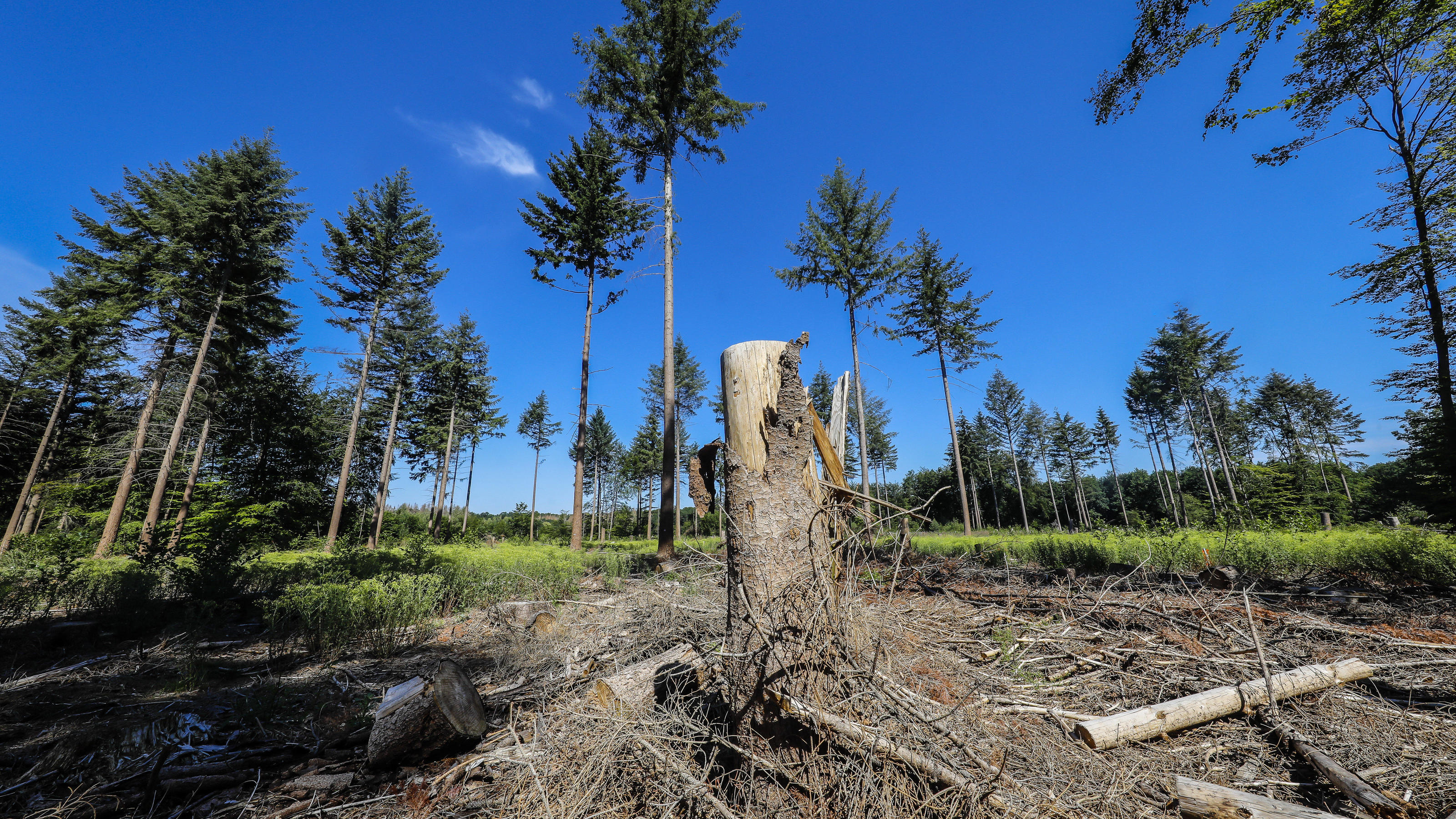 Waldsterben 2.0: Was können wir tun? Bonn, Nordrhein-Westfalen, Deutschland - Waldsterben im Kottenforst, Trockenheit und Borkenkäfer schädigen die Fichtenbäume im Nadelwald, hinten die Douglasien sind robuster und sind noch nicht geschädigt. Bonn Nordrhein-Westfalen Deutschland *** Bo
