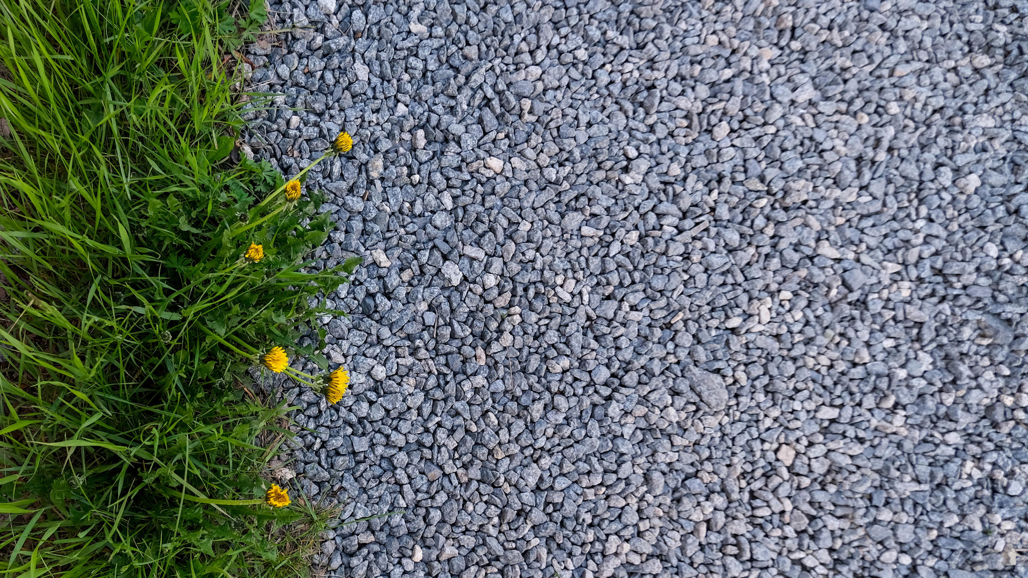 Schottergarten verbieten: Gibt's nichts Dringenderes? Schottergarten-Verbot: Das Verbot ist Unsinn