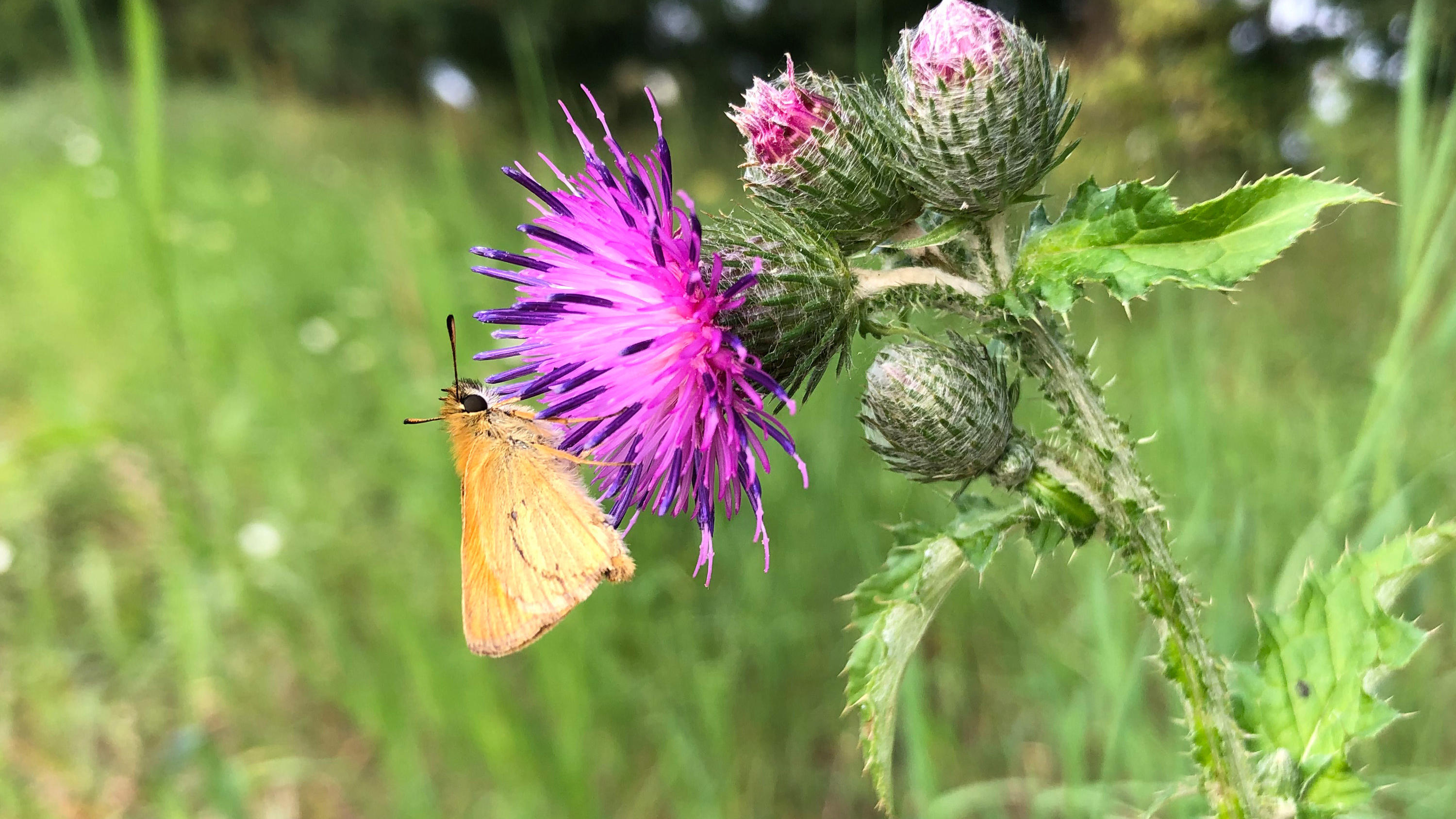 Allein in diesem Jahr in Mecklenburg-Vorpommern 19 Arten ausgestorben Ein Brauner Dickkopffalter sitzt auf einer Distel. Es gibt immer weniger Schmetterlinge. In Meck-Pomm sind 19 Arten in diesem Jahr verschwunden.