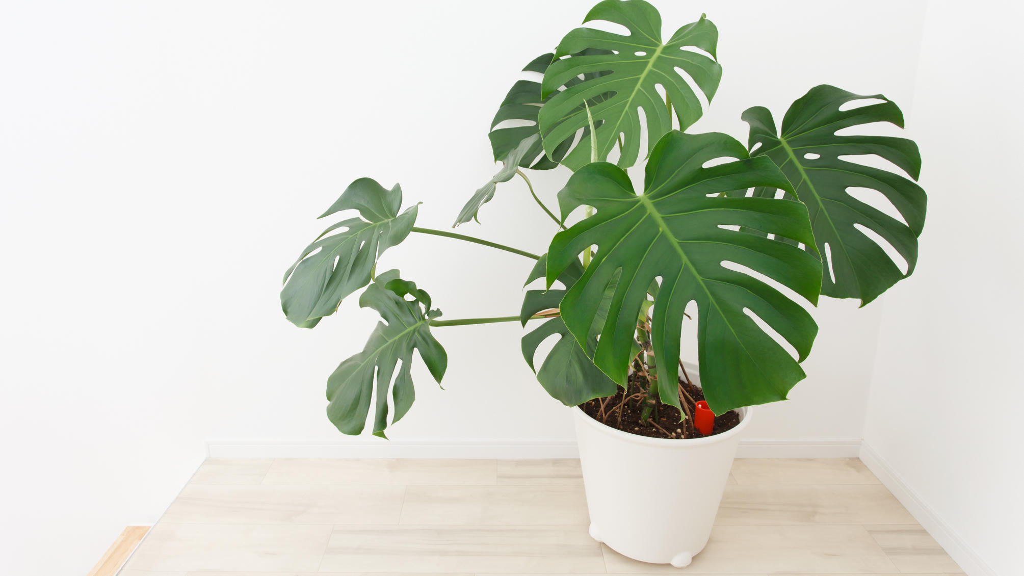 7 Zimmerpflanzen für Anfänger Monstera