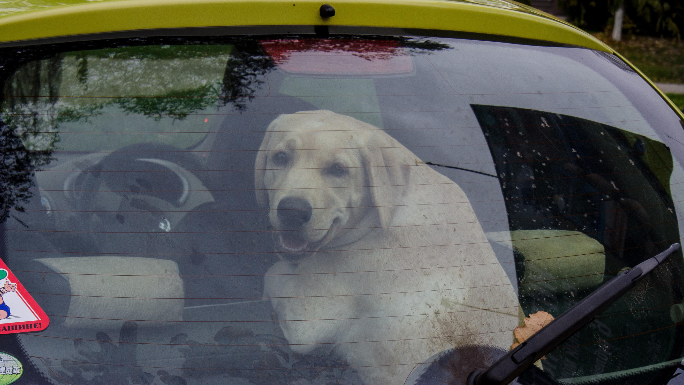 Während Frauchen (30) shoppen war: Hund stirbt qualvoll in überhitztem Auto ZUMAPRESS.com