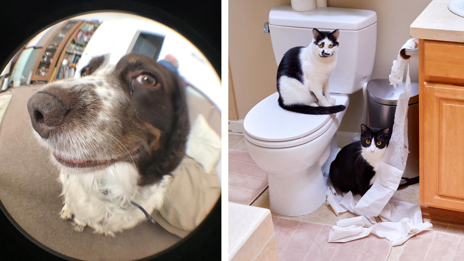 Comedy Pet Award 2020: Die lustigsten Schnappschüsse von Haustieren Hund & Katz: Zwei Einsendungen für den Pet Comedy Award 2020