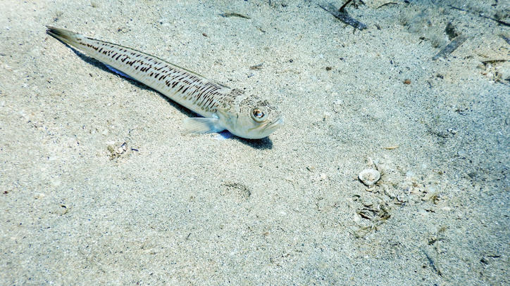 Greater Weever on Sandy Sea Floor (Trachinus draco) Underwater (Greater Weever on Sandy Sea Floor