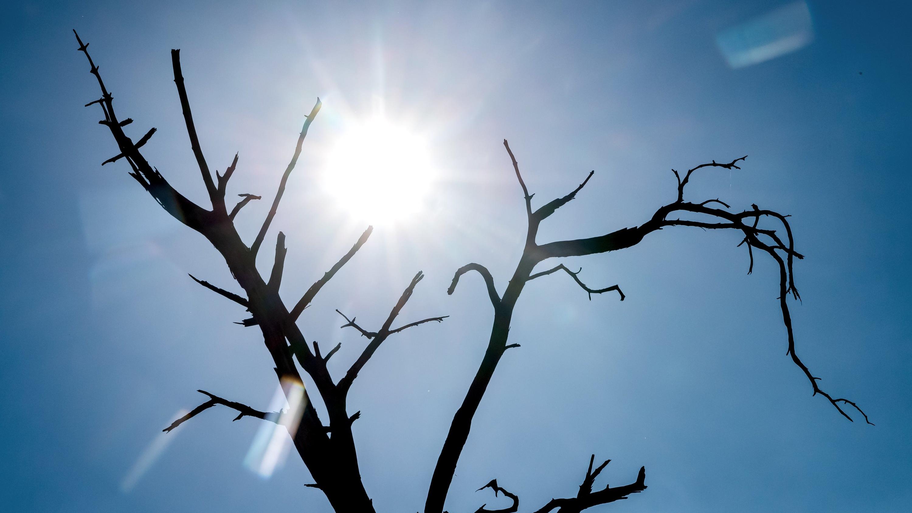 Trinkwasserknappheit in Deutschland 11.08.2020, Niedersachsen, Verden: Die Silhouette eines toten Baumes zeichnet sich vor der Sonne ab. Foto: Sina Schuldt/dpa +++ dpa-Bildfunk +++