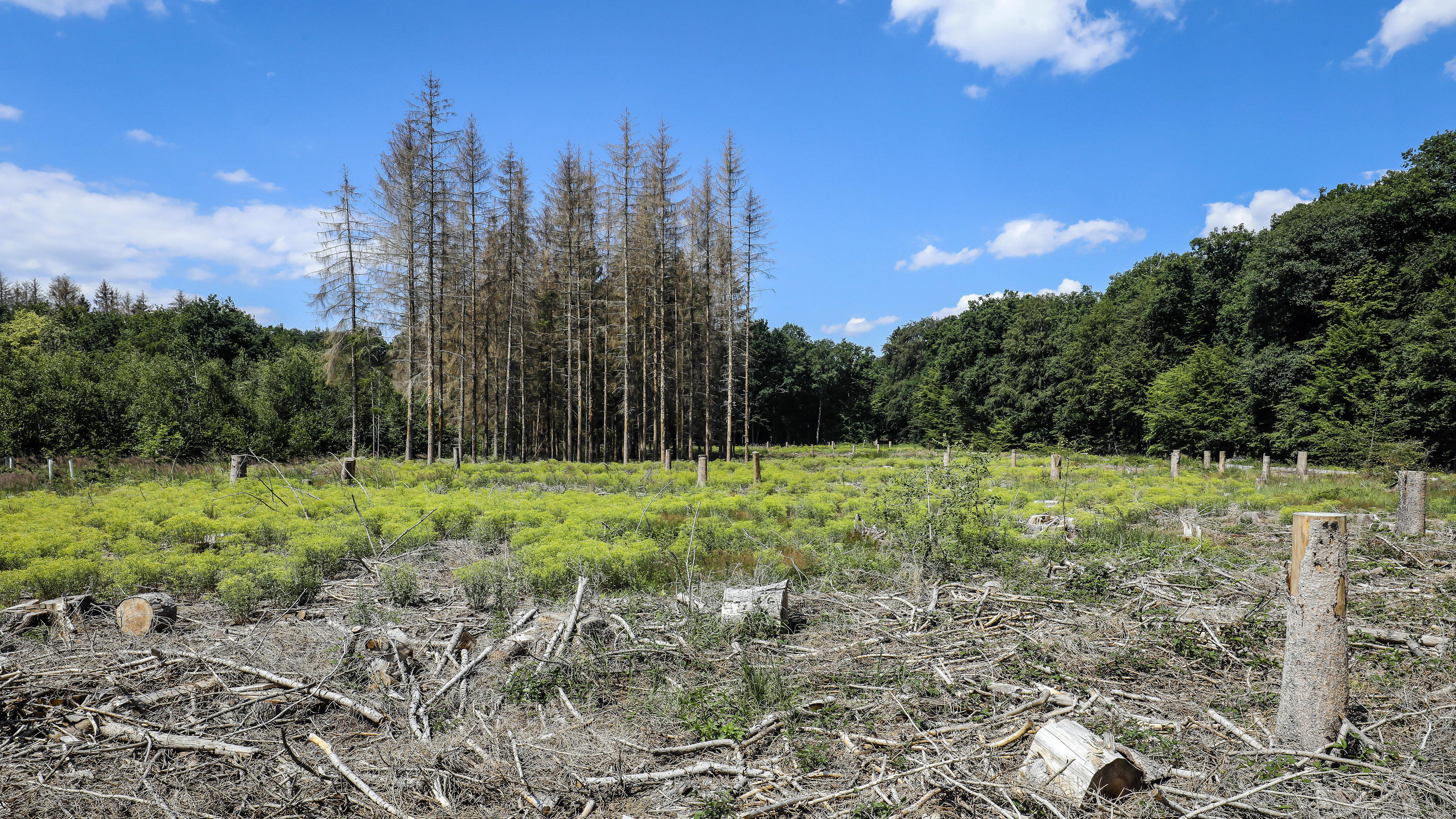 Dramatische Trockenheit: Der Altweibersommer lässt uns austrocknen Bonn, Nordrhein-Westfalen, Deutschland - Waldsterben im Kottenforst, Trockenheit und Borkenkäfer schädigen die Fichtenbäume im Nadelwald. Bonn Nordrhein-Westfalen Deutschland *** Bonn, North Rhine-Westphalia, Germany Dying forest in the Kottenforst,