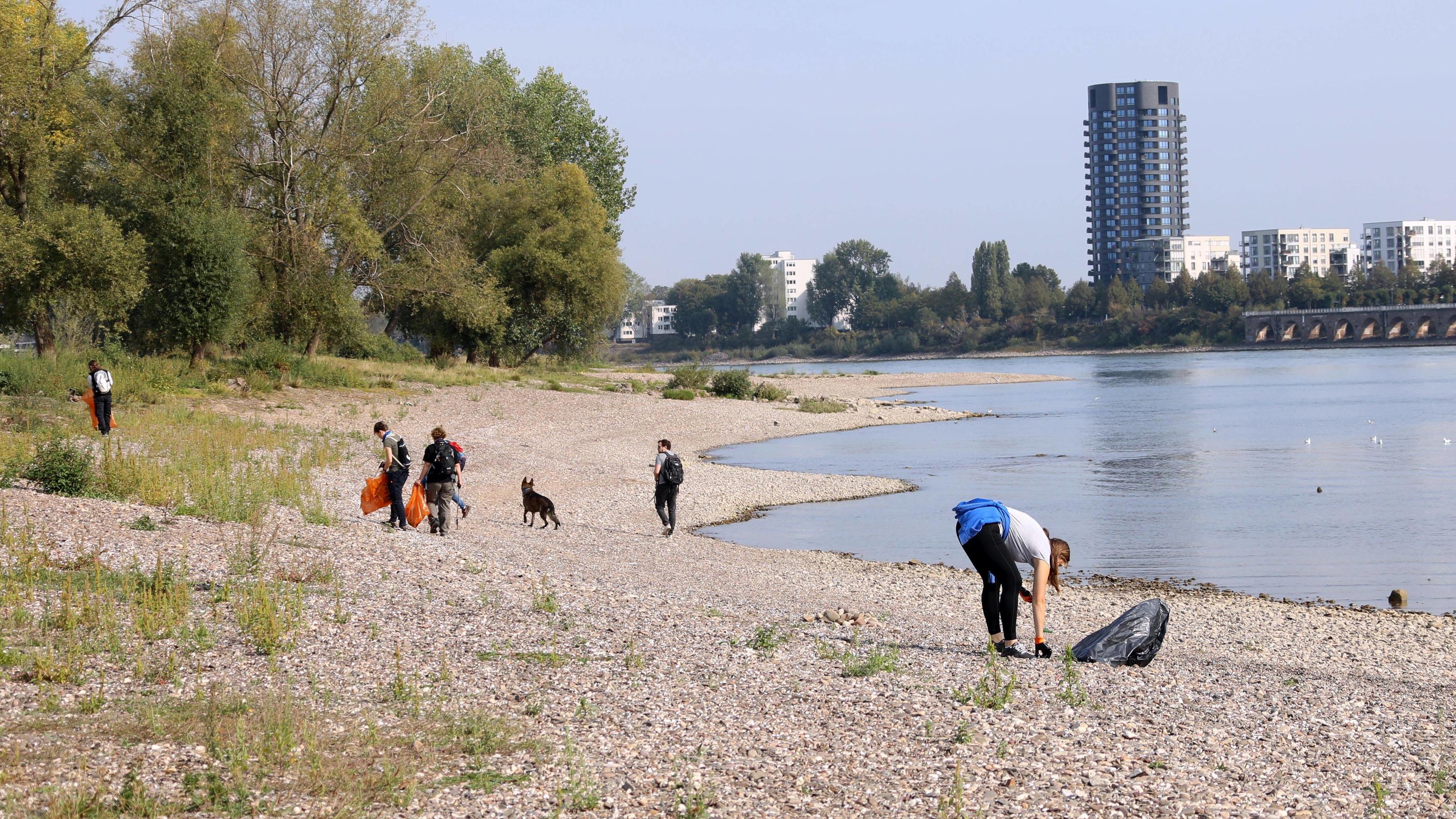 Dramatische Trockenheit: Der Altweibersommer lässt uns austrocknen Rhein Clean Up Mülheimer Brücke Köln Deutschland 12.09.2020 *** Rhein Clean Up Mülheimer Bridge Cologne Germany 12 09 2020