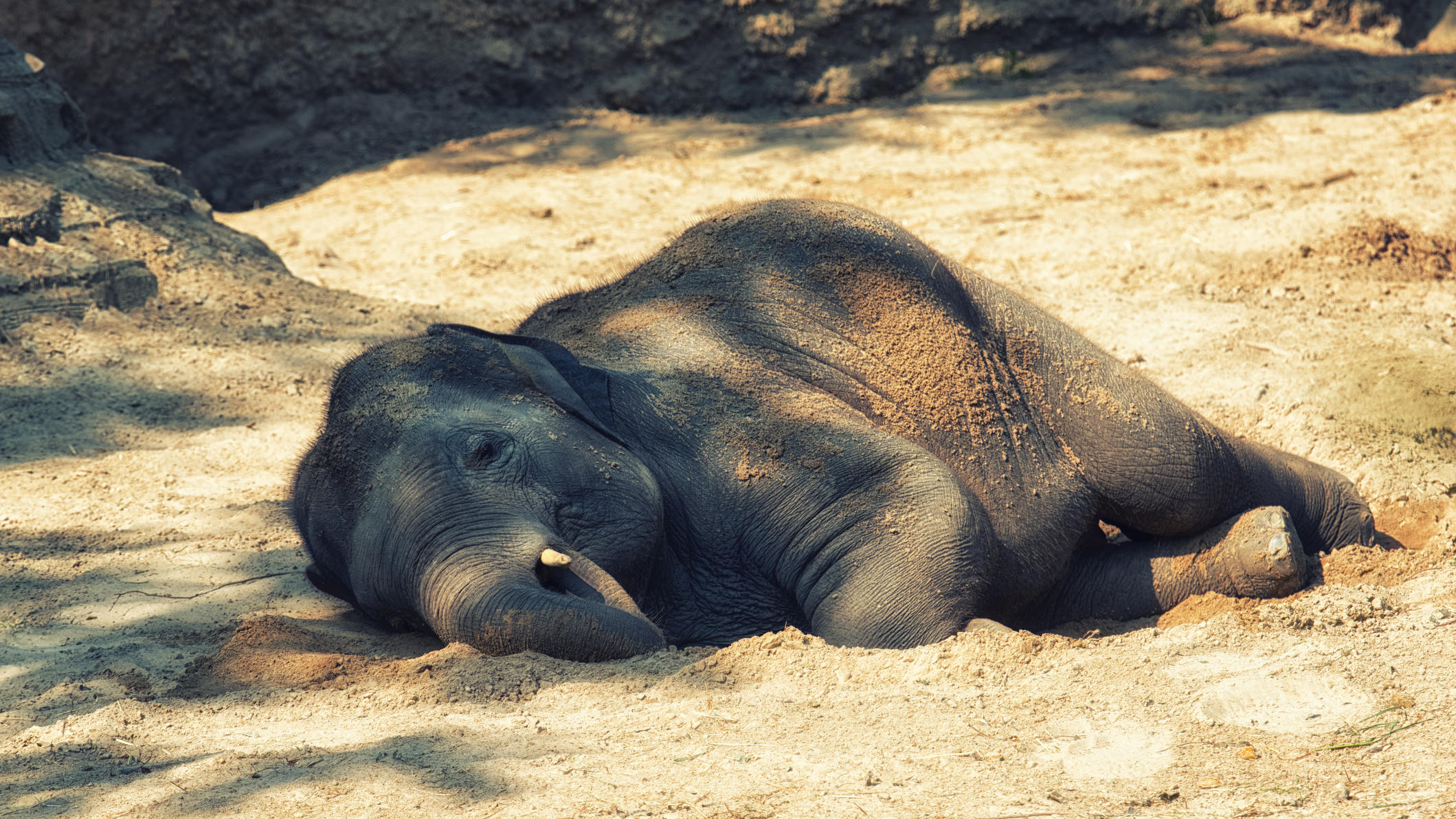 Mysteriöses Elefantensterben in Botswana endlich aufgeklärt Elefant schläft