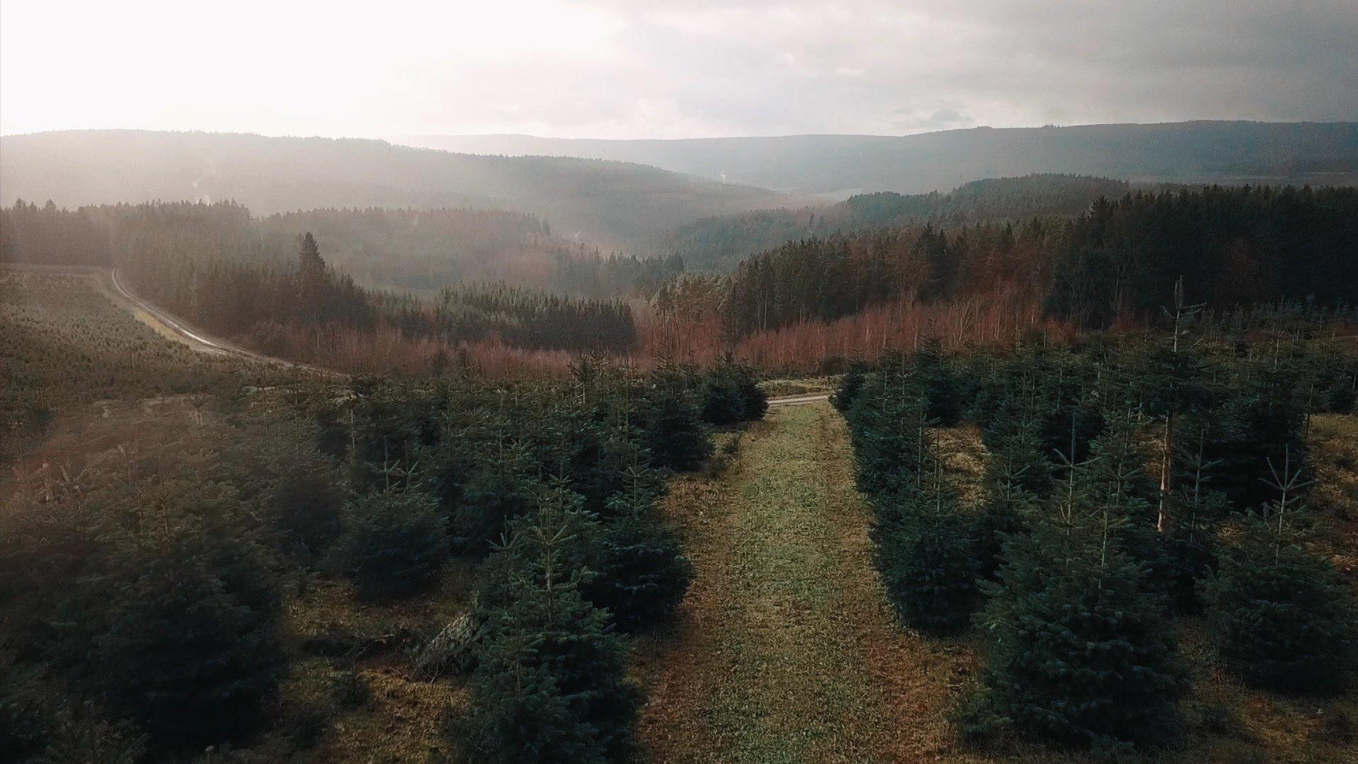 Weihnachten 2020: Adventskranz teurer wegen Dürre? Weihnachten 2020: Dürre macht Adventskranz teurer