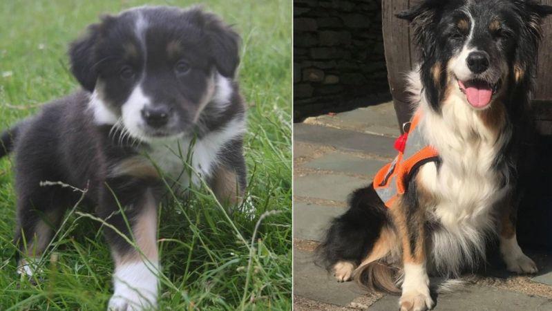 Ältester Suchhund Englands (14) geht in Rente Skye ist 14,5 Jahre alt