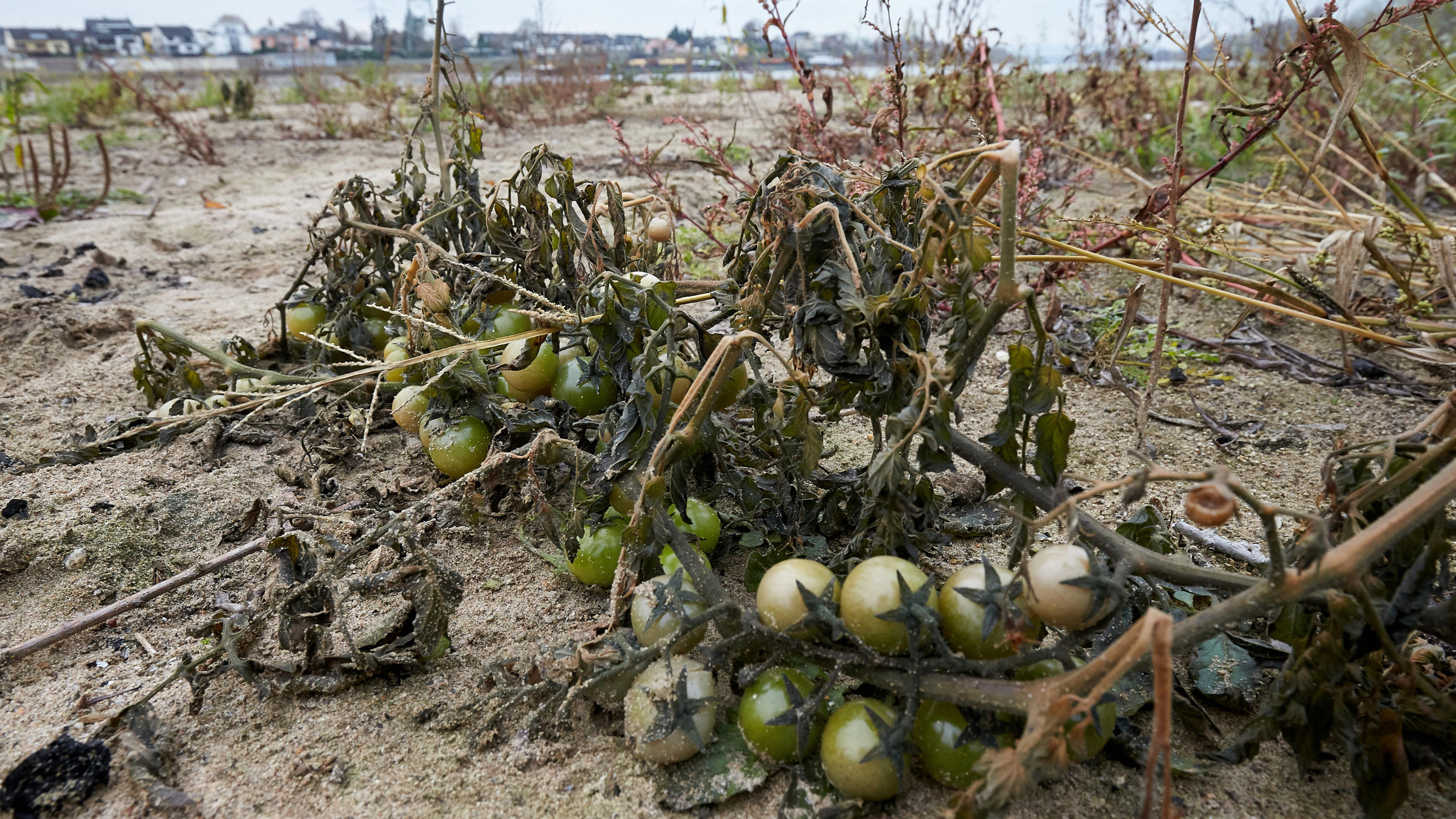 Klimawandel: Tropen dehnen sich aus - Melonen und Feigen am Rhein ARCHIV - 27.11.2018, Rheinland-Pfalz, Niederwerth: Auf einer Sandbank vor der Rheininsel Niederwerth wachsen Tomaten. (zu dpa «Klimawandel bringt wärmeliebende Pflanzen an den Rhein») Foto: Thomas Frey/dpa +++ dpa-Bildfunk +++