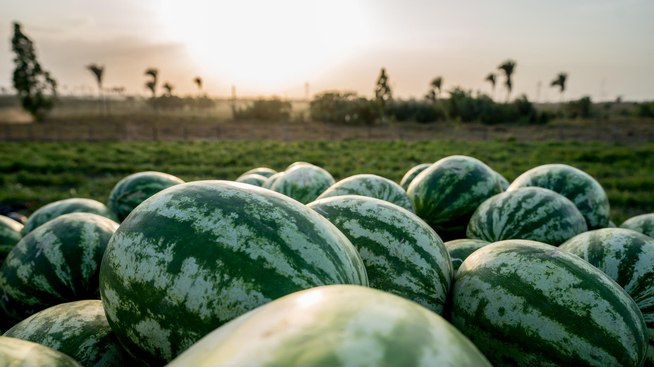 Klimawandel: Tropen dehnen sich aus - Melonen und Feigen am Rhein Beautiful harvest of watermelons at a fruit farm in Brazil - agriculture concepts