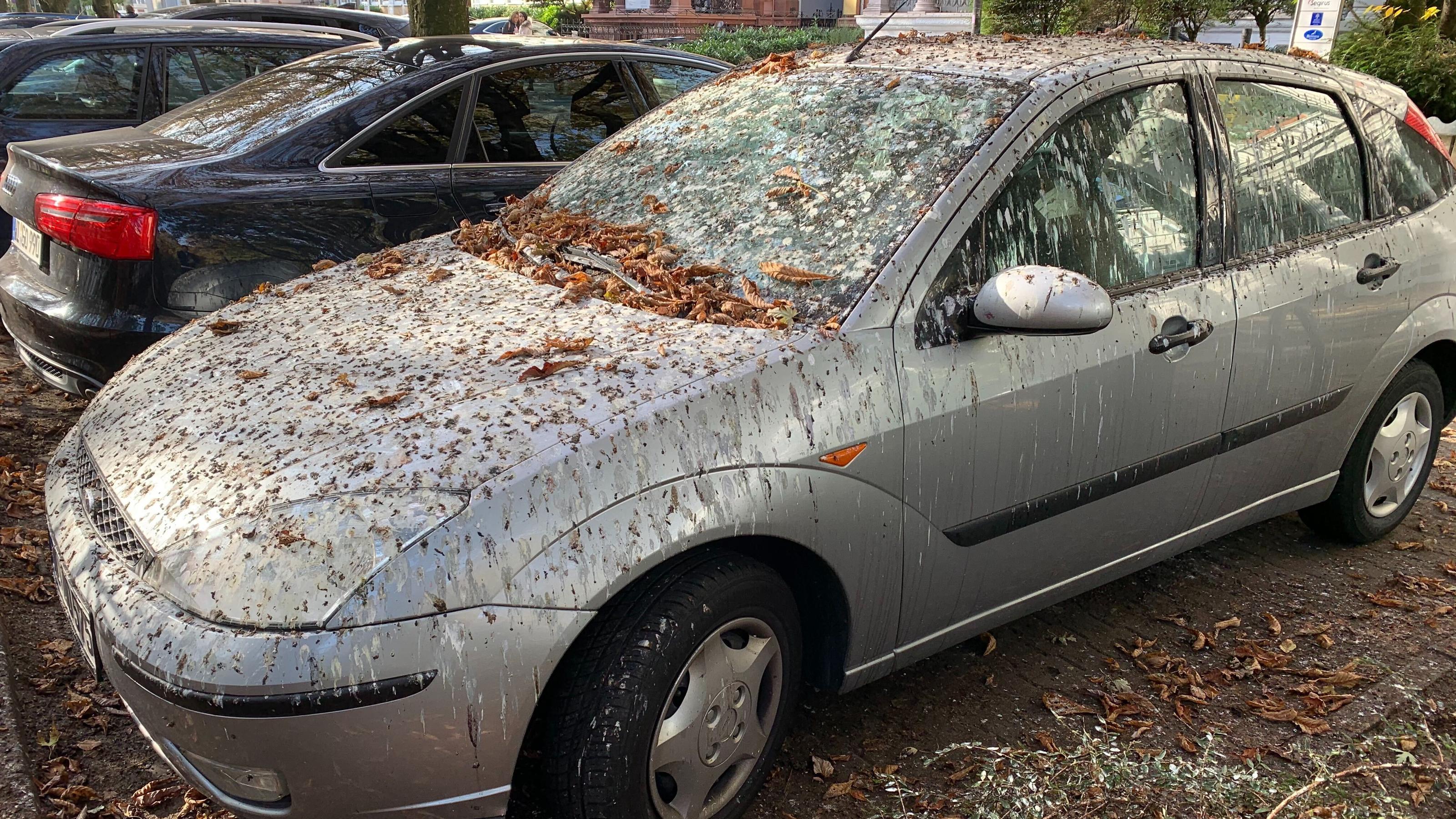 Tausende Stare kacken Wiesbaden voll - Stadt reagiert mit Böllern und Warnschreien Stare, Plage, Vogelkot, Auito, Wiesbaden