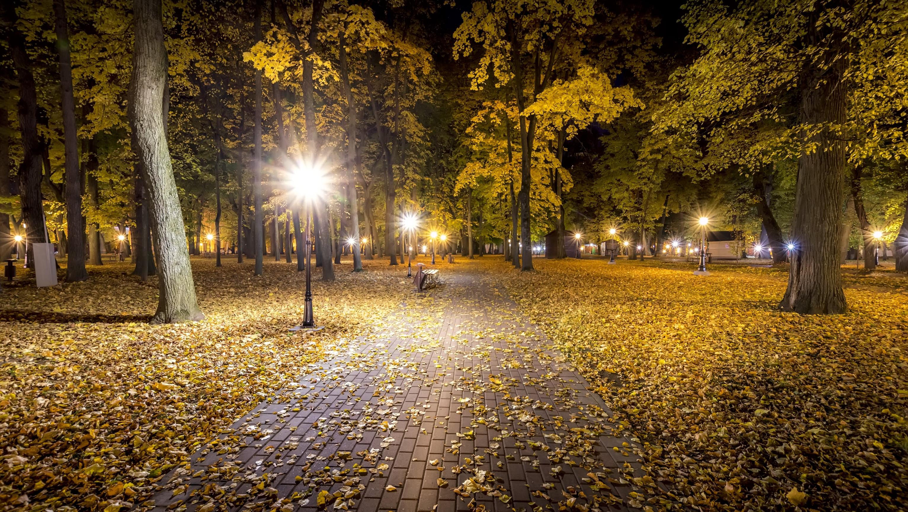 Deutlich mildere Nacht City night park in autumn with paths strewn with fallen yellow leaves and maple trees. Landscape.