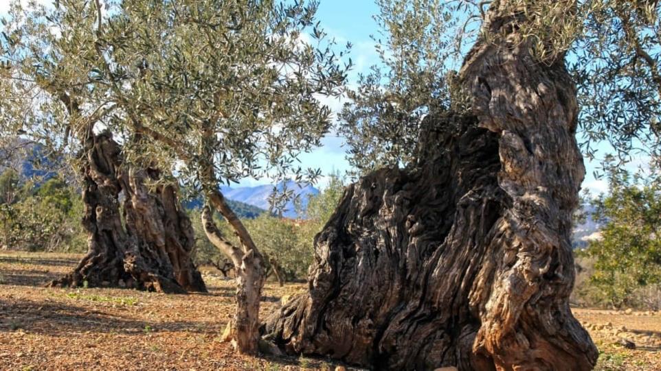 Baumpate werden und auf Kreta alte Olivenhaine schützen Alter Olivenhain. Baumpatenschaft auf Kreta.