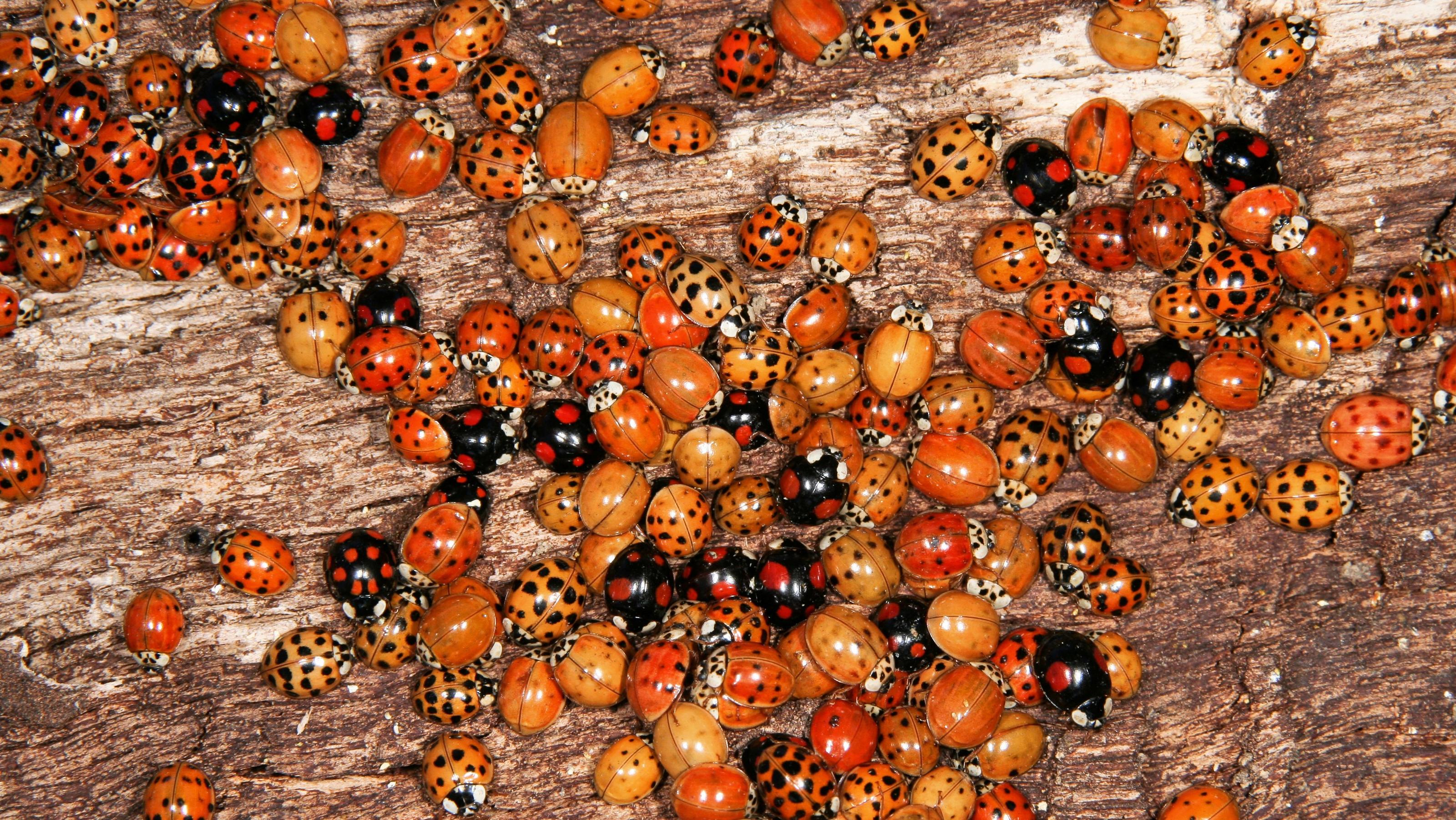 Warum Marienkäfer gerade massenhaft auf Balkonen oder Hauswänden sitzen The Asian Lady Beetle is a large coccinellid beetle originally native to eastern Asia, but which has been introduced to North America and Europe to control aphids and scale insects. It is now common, well known and spreading in those regions.
