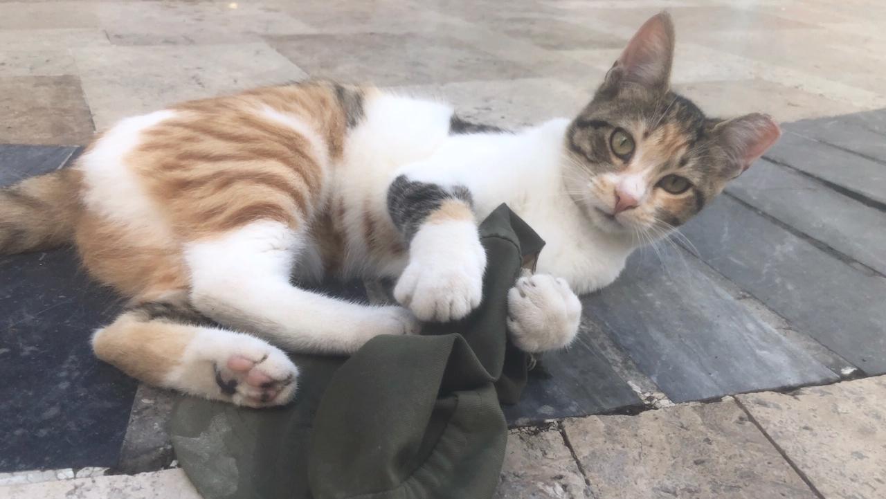 Die Tücken der Zeitumstellung: Wie man in Griechenland wahnsinnig werden kann! Scheinbar haben Katzen alle Zeit der Welt. Griechische Katzen haben auch anscheinend alle Zeit der Welt.