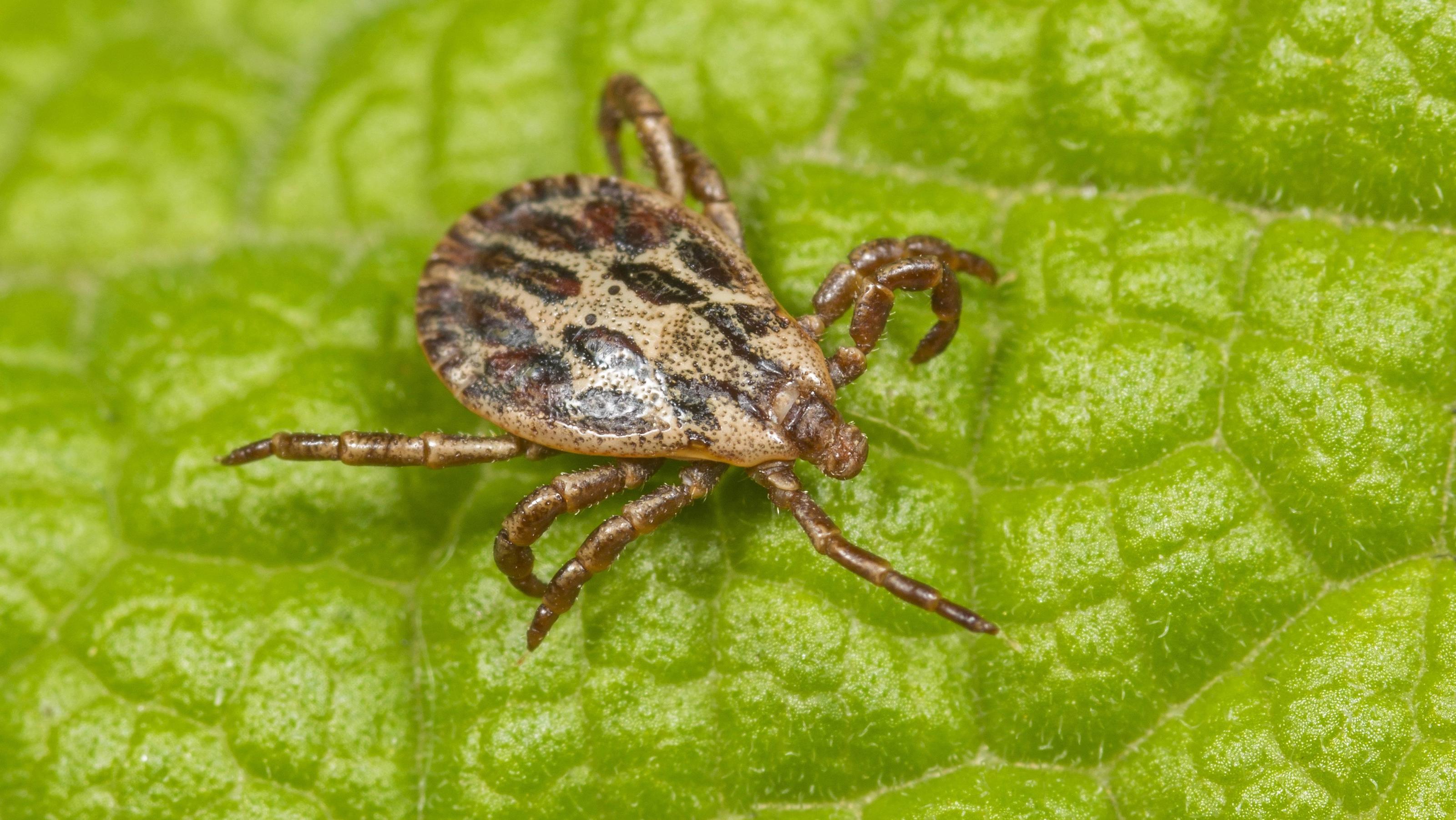 Lebensgefahr für Hunde - die Buntzecke breitet sich in Deutschland aus Marschzecke, Marsch-Zecke, Auwaldzecke, Auwald-Zecke (Dermacentor reticulatus), Maennchen sitzt auf einem Blatt, Deutschland | marsh tick (Dermacentor reticulatus), male sitting on a leaf, Germany | Verwendung weltweit