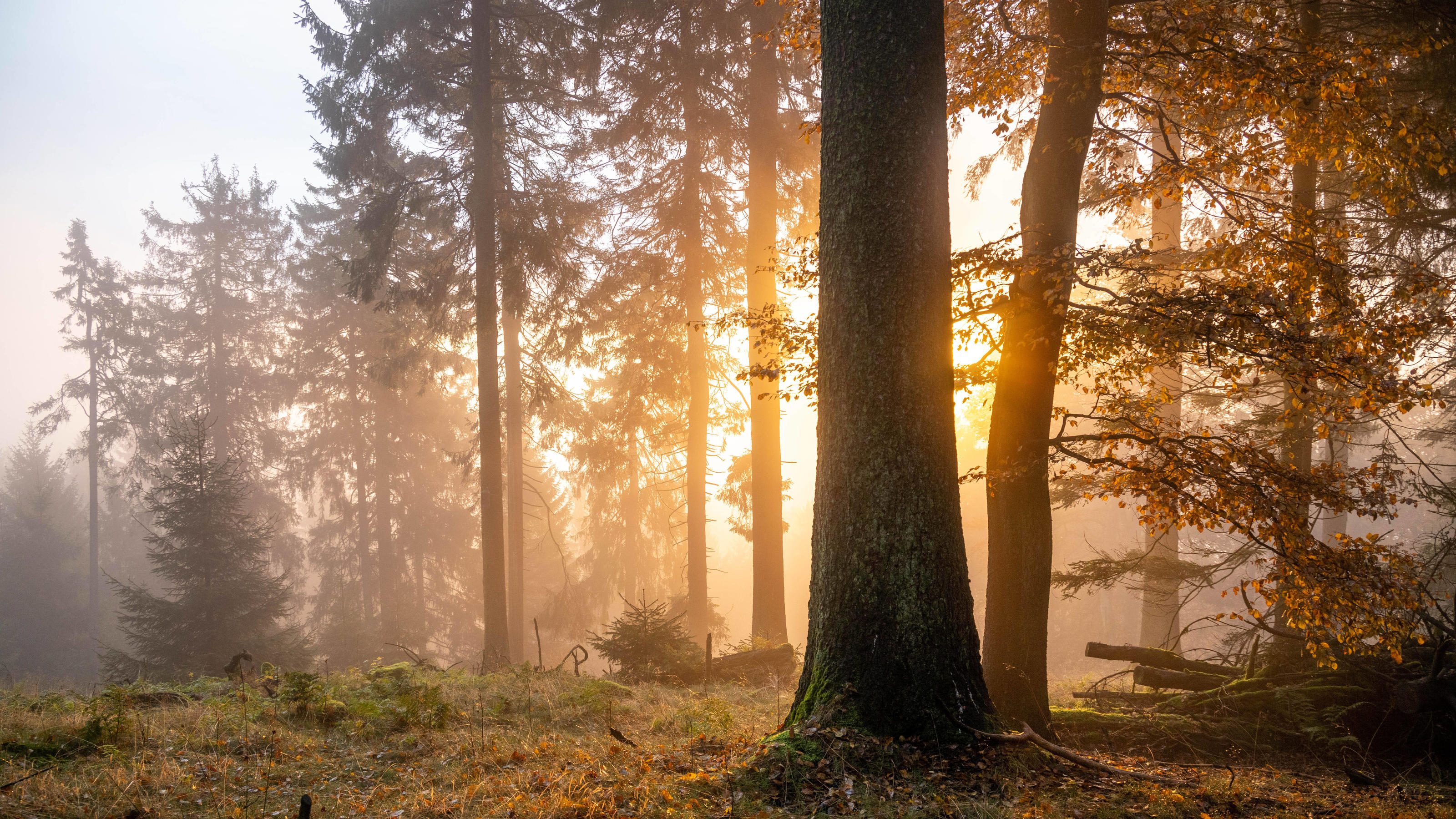 Meteorologisch oder kalendarisch: Was macht den Unterschied? Sonnenaufgang im Nebel im Herbst.