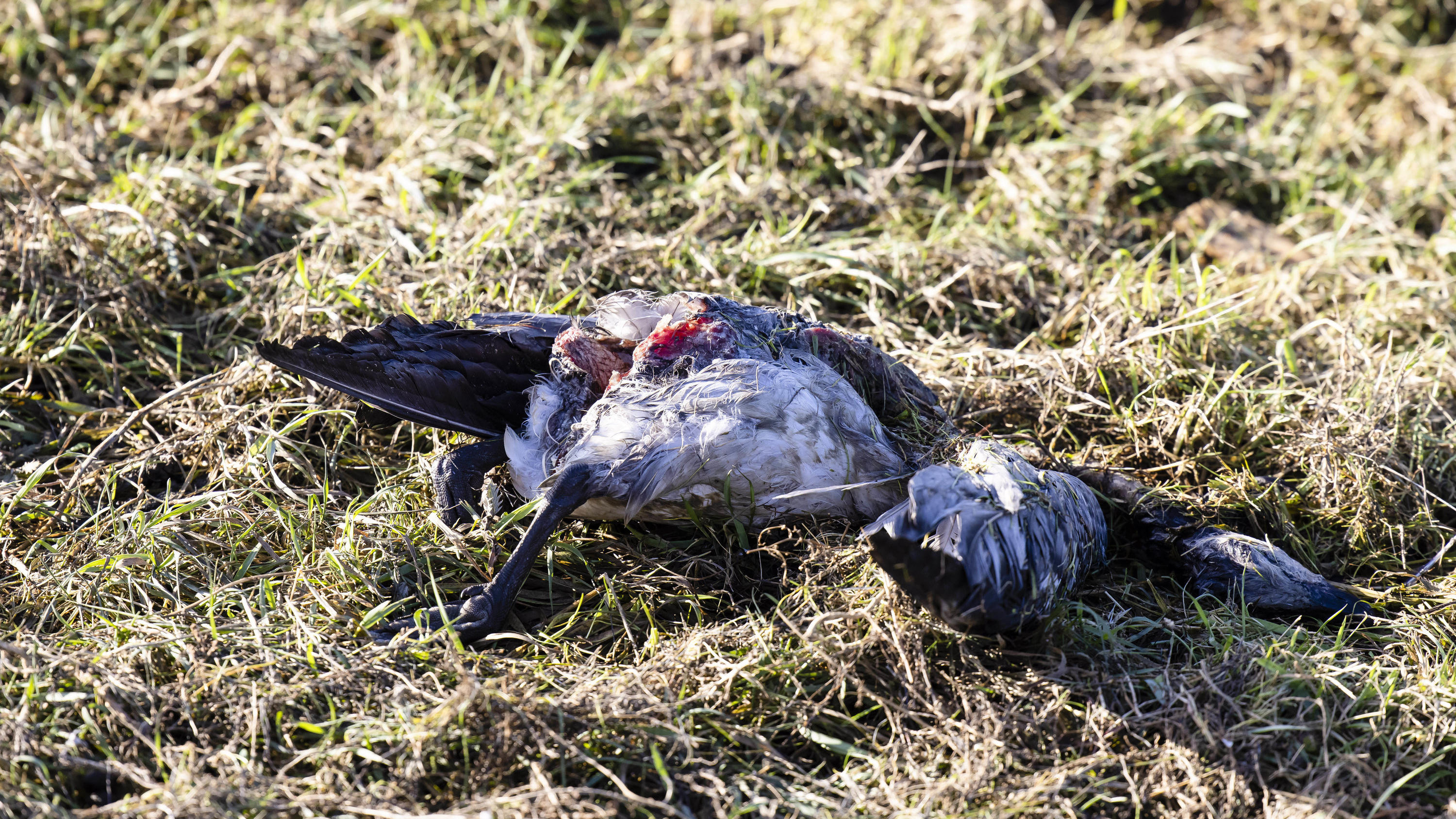Geflügelpest im Gehege ausgebrochen 04.11.2020, Schleswig-Holstein, Rickelsbüller Koog: Eine tote Nonnengans liegt hinter einem Deich. In der Gemeinde im Kreis Nord-Friesland waren zuletzt rund 1000 verendete Wildvögel entdeckt worden. Angesichts der Vielzahl der Tiere sei es naheliege