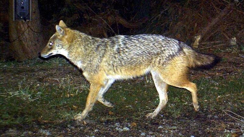 Erstmals Goldschakal in NRW nachgewiesen Das Foto aus dem Jahr 2012 zeigt einen Goldschakal im Nationalpark Bayerischer Wald. Die Tiere kommen aus Osteuropa nach Deutschland.