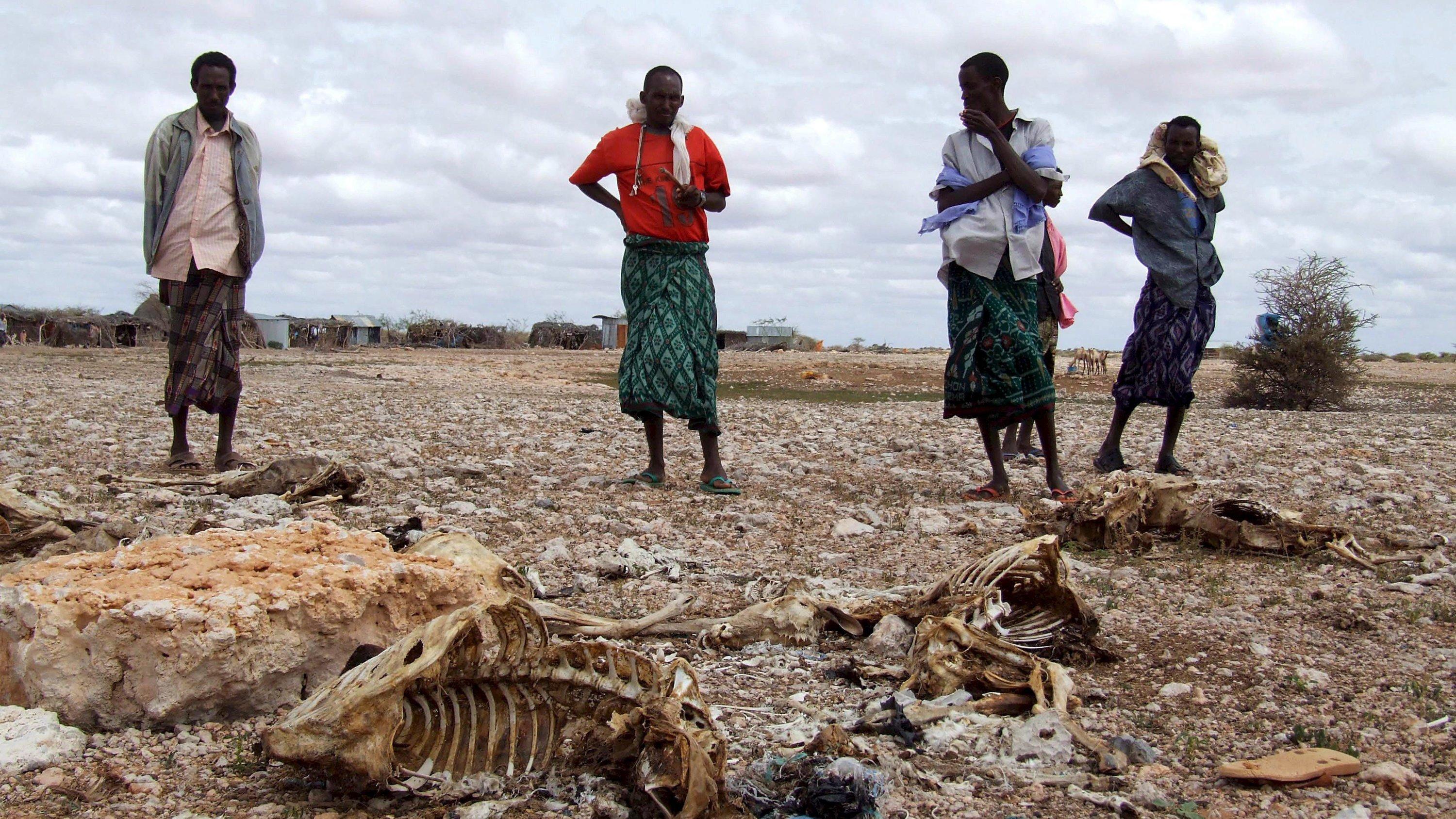 410.000 Tote: Klimawandel verursacht immer mehr Naturkatastrophen ARCHIV - 01.07.2008, Somalia, Bohol: Somalische Hirten, die ihren gesamten Viehbestand wegen anhaltender Trockenheit verloren haben, stehen neben den Kadavern der Tiere. Vier von fünf Naturkatastrophen sind nach einer Studie des Roten Kreuzes in den