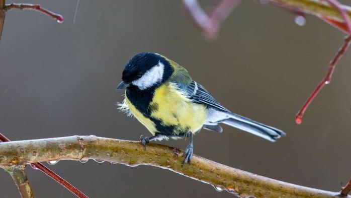 Diese Vögel gibt es in fast jedem Garten Eine Kohlmeise auf einem Ast
