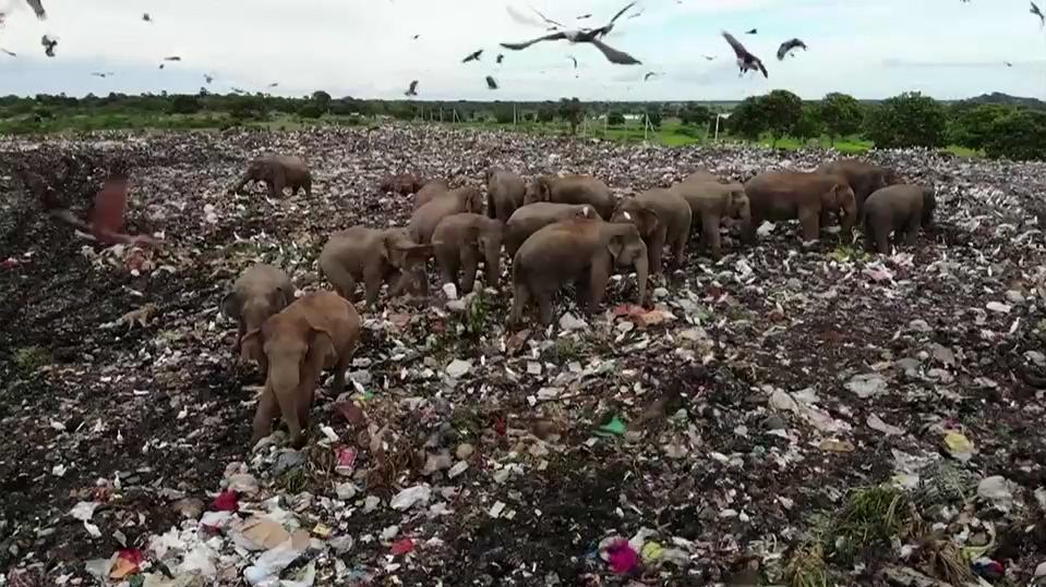 Elefanten kämpfen ums Überleben In Sri Lanka suchen Elefanten auf einer Müllhalde nach Nahrung