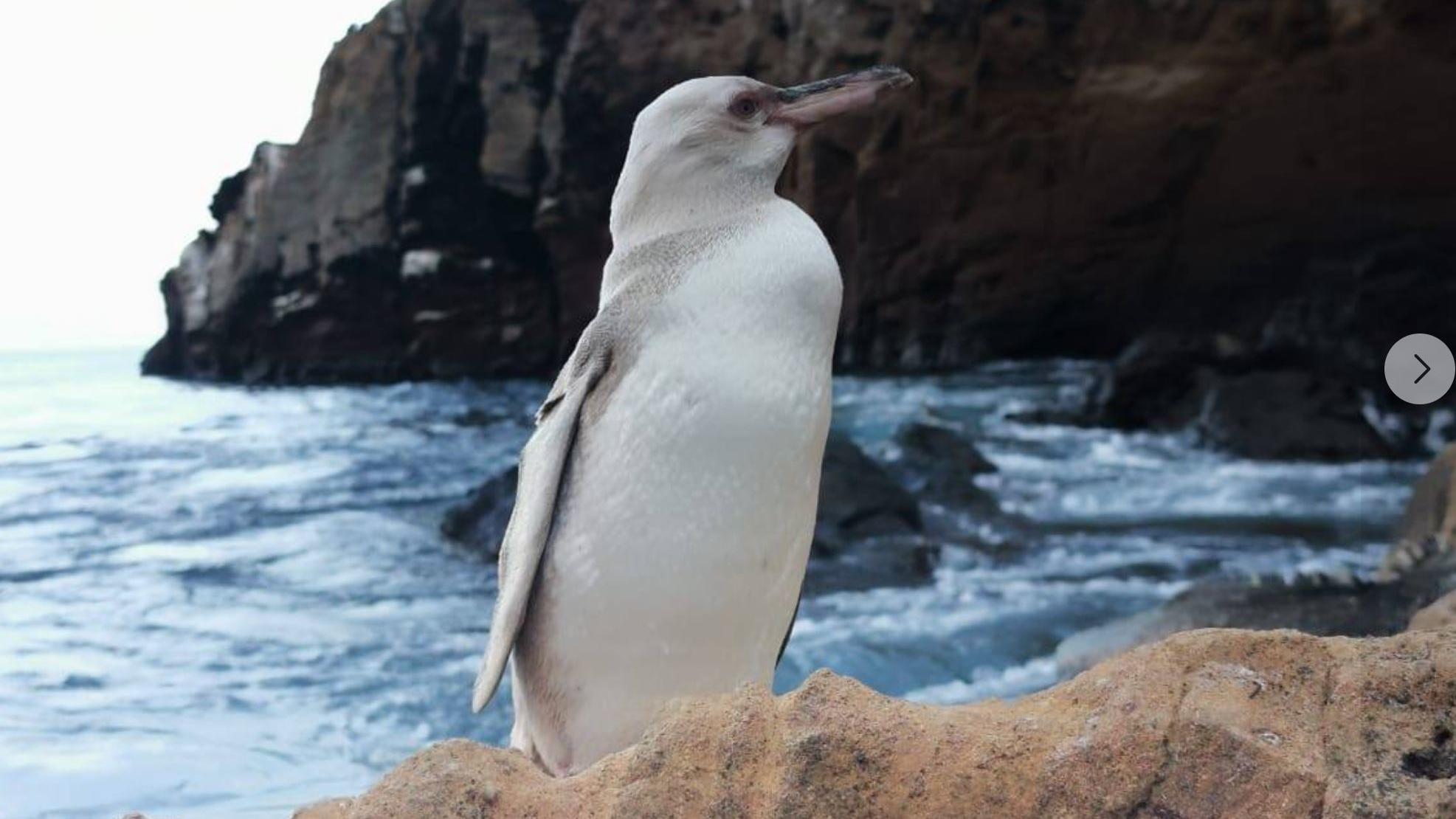 Weißer Pinguin auf den Galapagos-Inseln entdeckt Weißer Pinguin auf den Galapagis Inseln