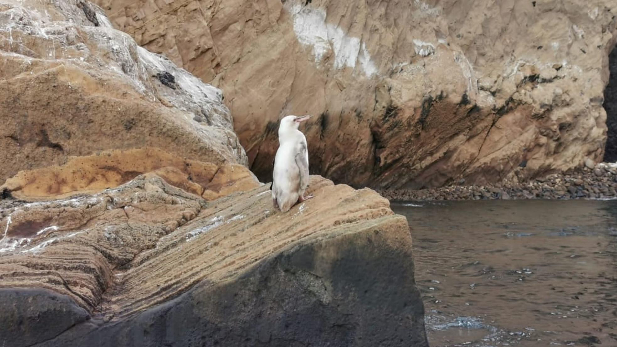 Weißer Pinguin auf den Galapagos-Inseln entdeckt Weißer Pinguin auf den Galapagis Inseln